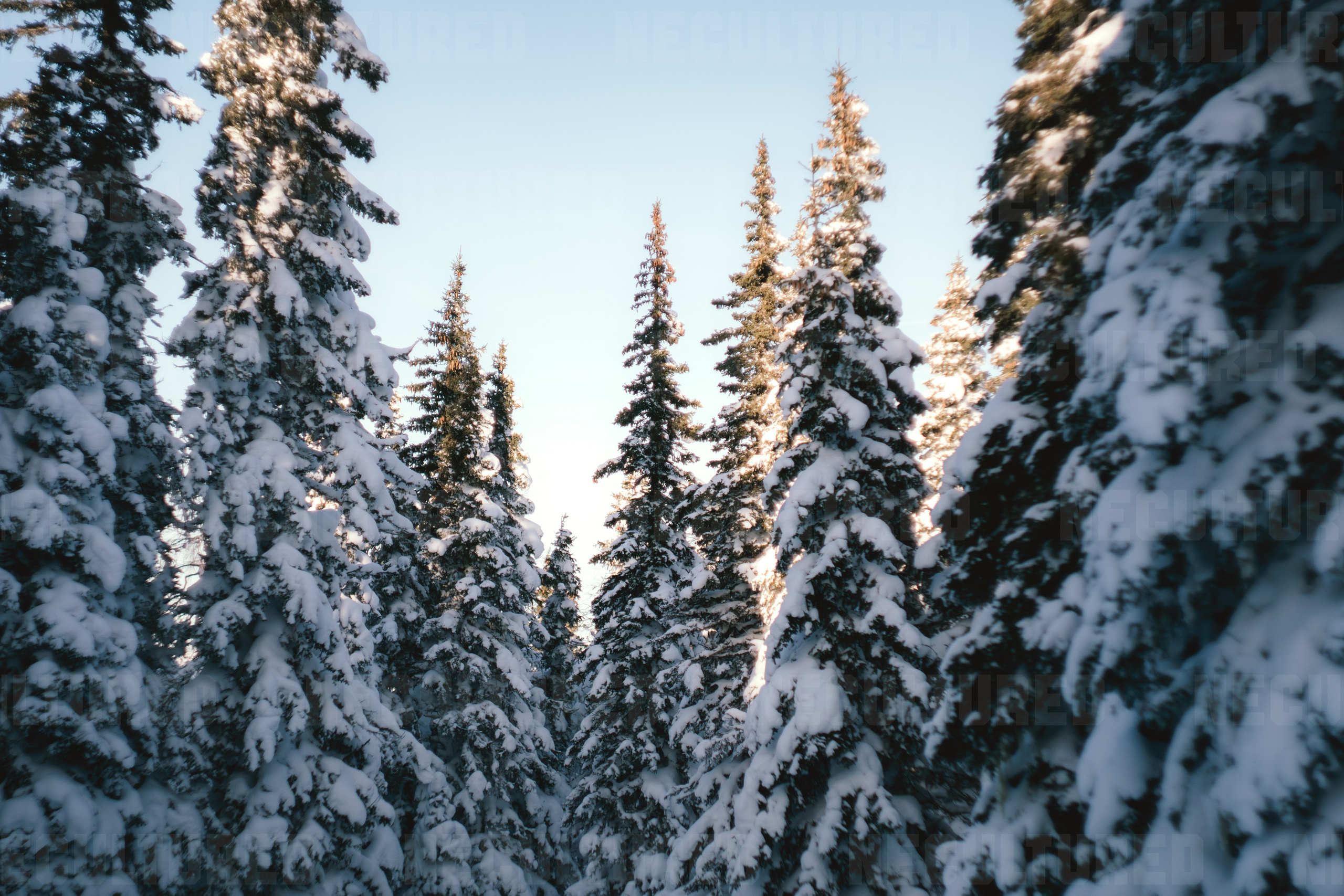 Фотосессии в путешествии. Пленочный фотограф в Москве | Necultured
