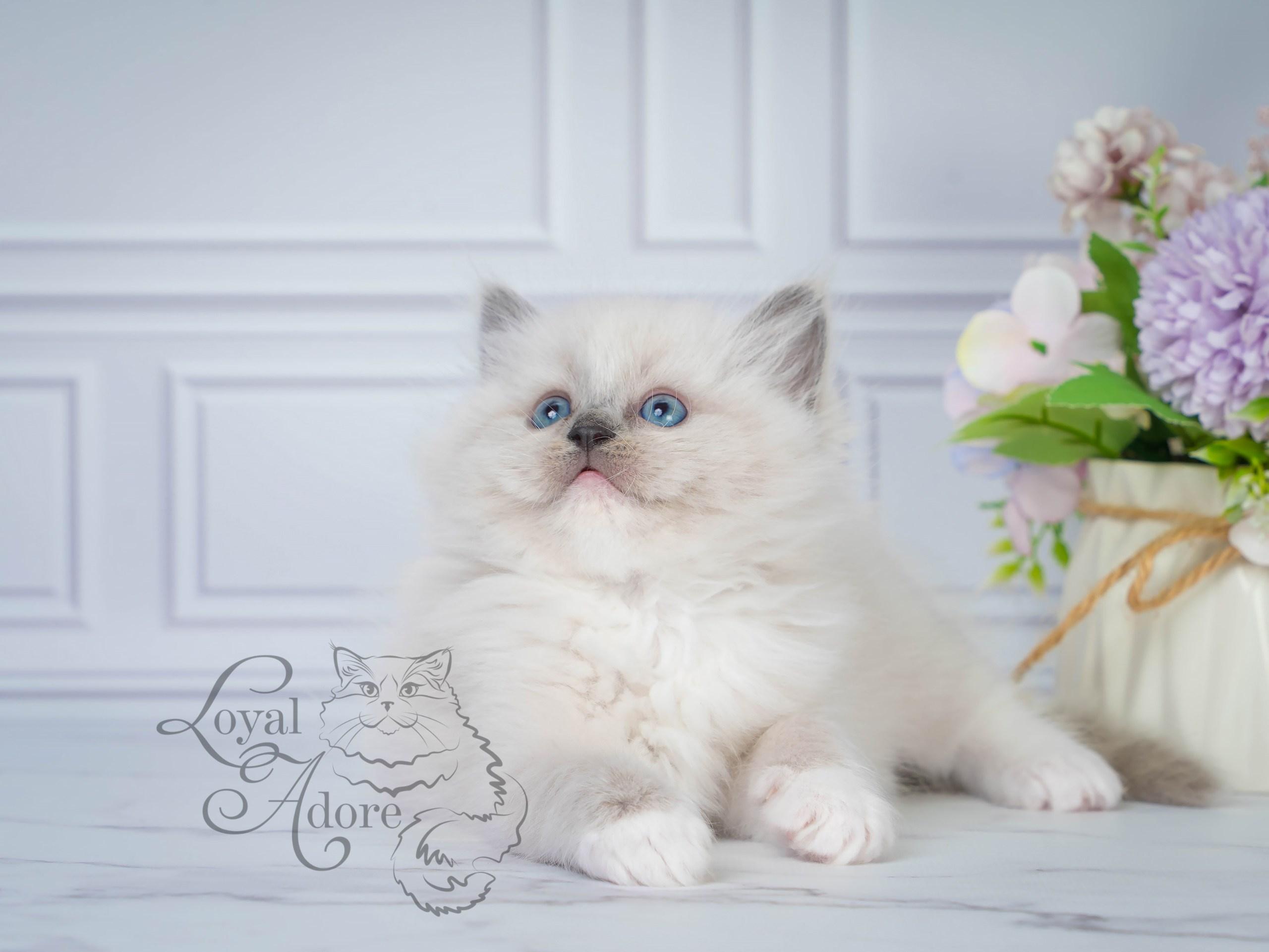 Котята рэгдолл от Loyal Adore. Питомник рэгдолл Loyal Adore
