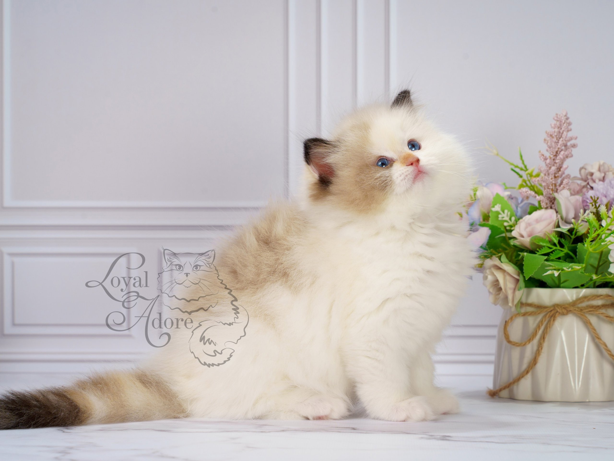 Котята рэгдолл от Loyal Adore. Питомник рэгдолл Loyal Adore