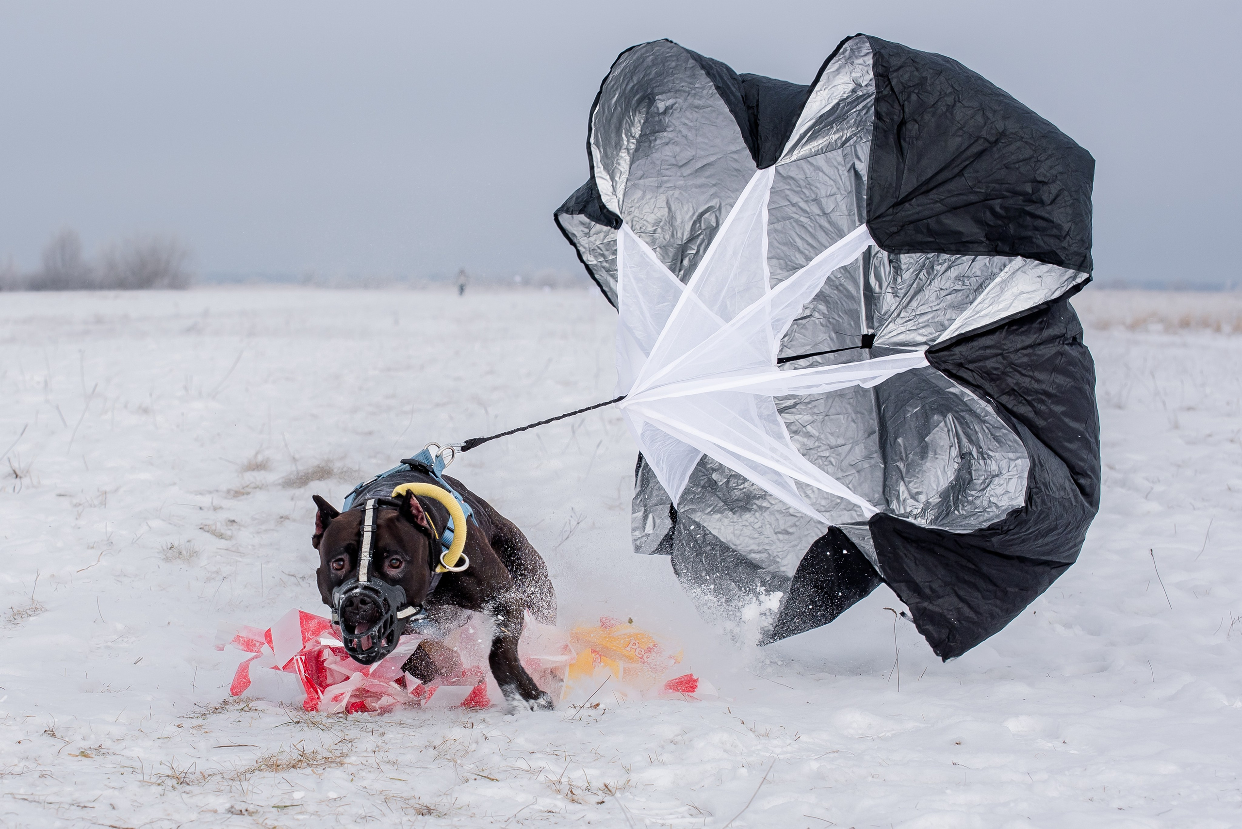 Бега за механической приманкой (Курсинг). Фотограф Макс Огурцов в Нижнем Новгороде