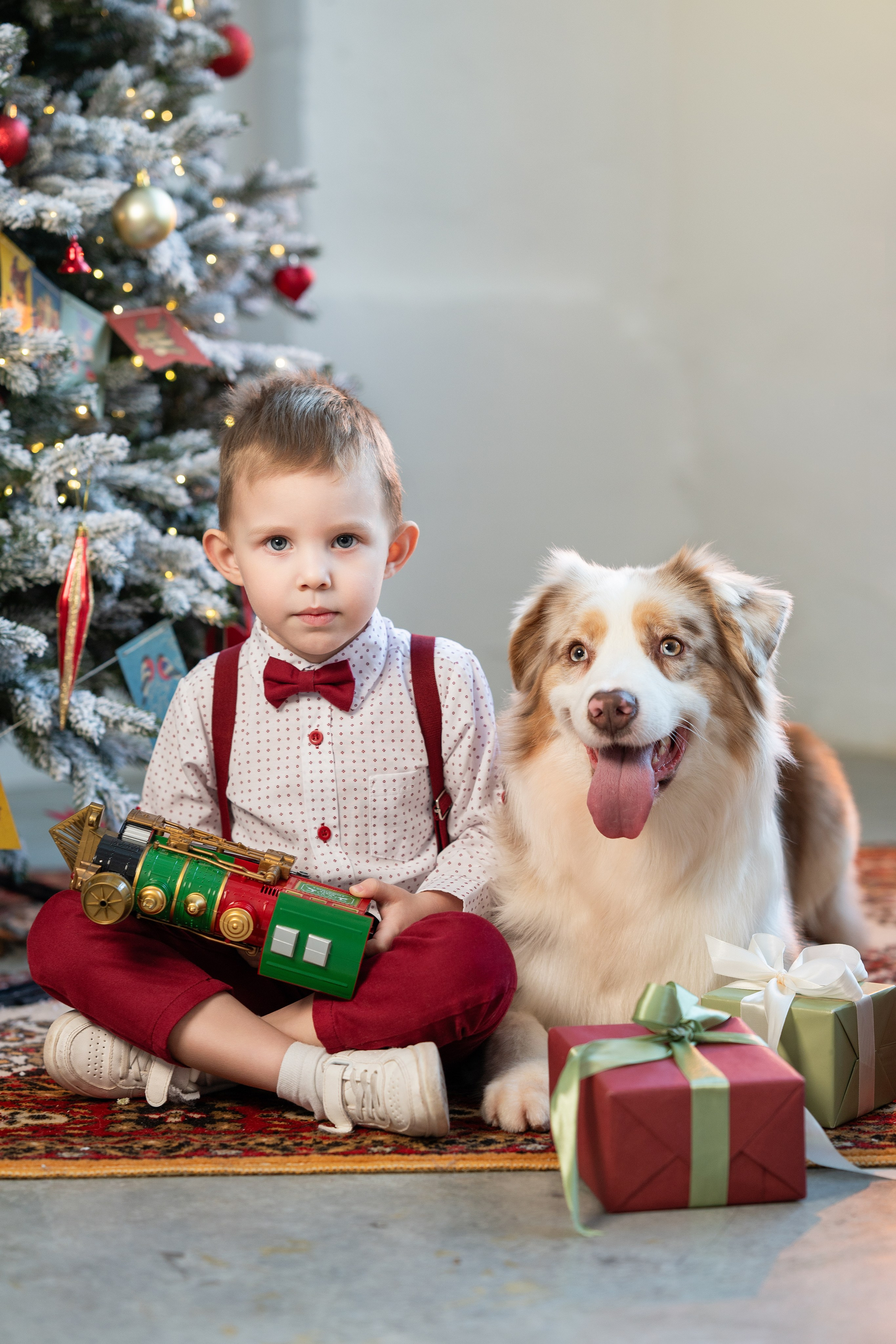Фотодень с Австралийской овчаркой. Творческий фотограф Вологда