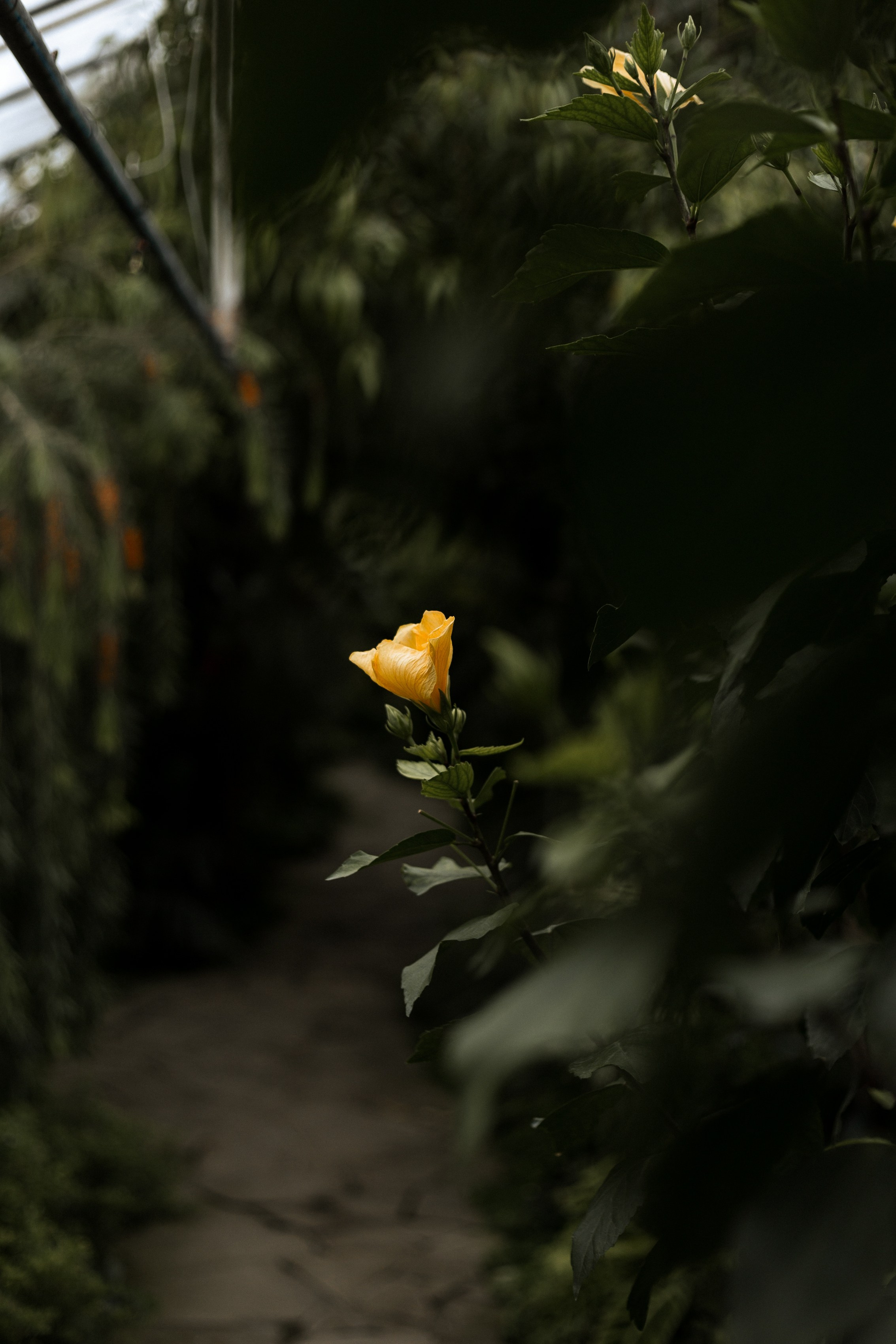 Свадебная фотосессия в оранжерее. Свадебный и семейный фотограф в Волгограде Кристина Иванова