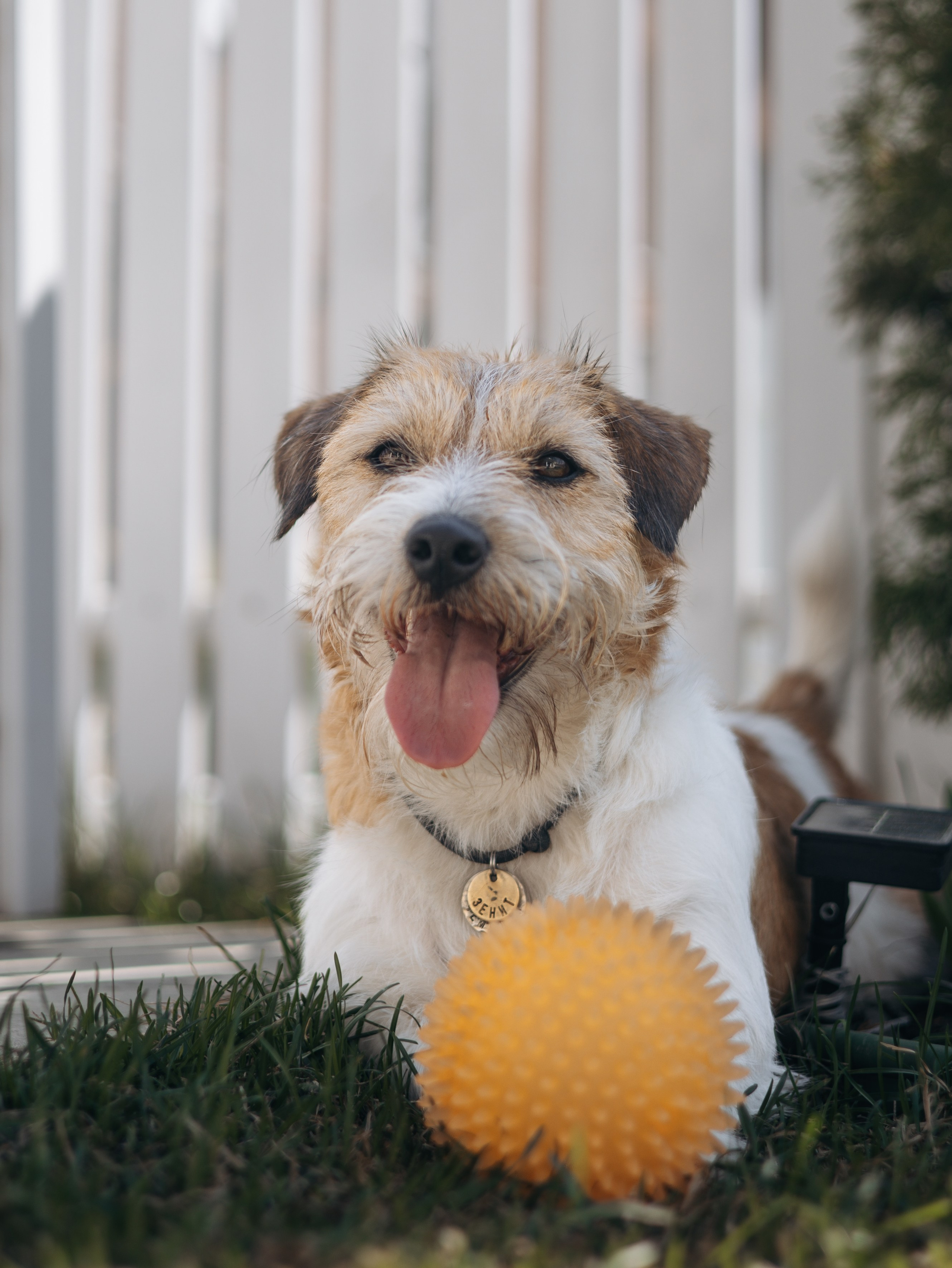 День рождение Зенита. Фотограф-анималист в Москве Кириллова Татьяна