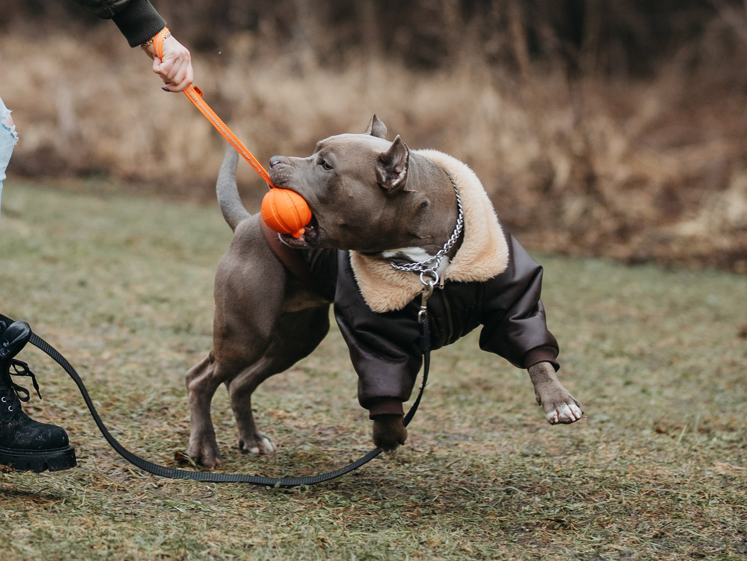 Зевс и Мария. Фотограф-анималист в Москве Кириллова Татьяна