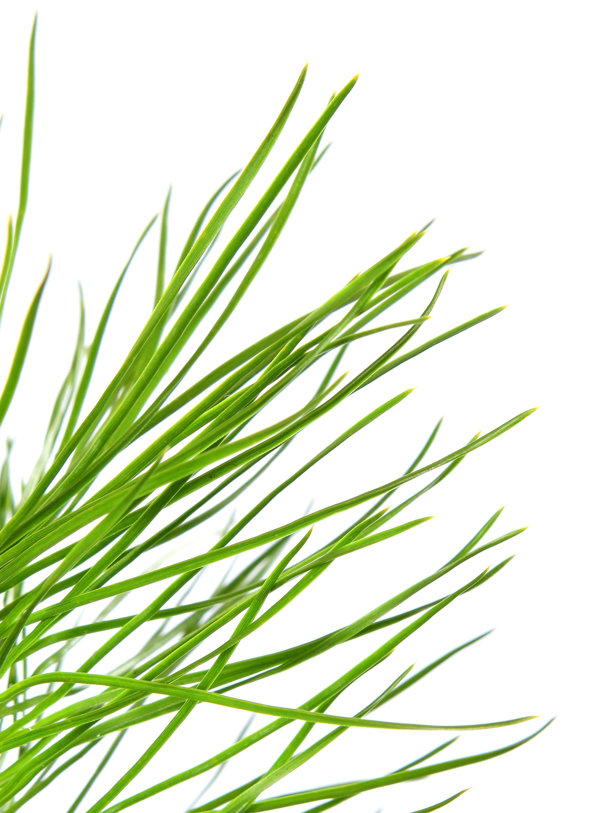 съемка хвойных деревьев