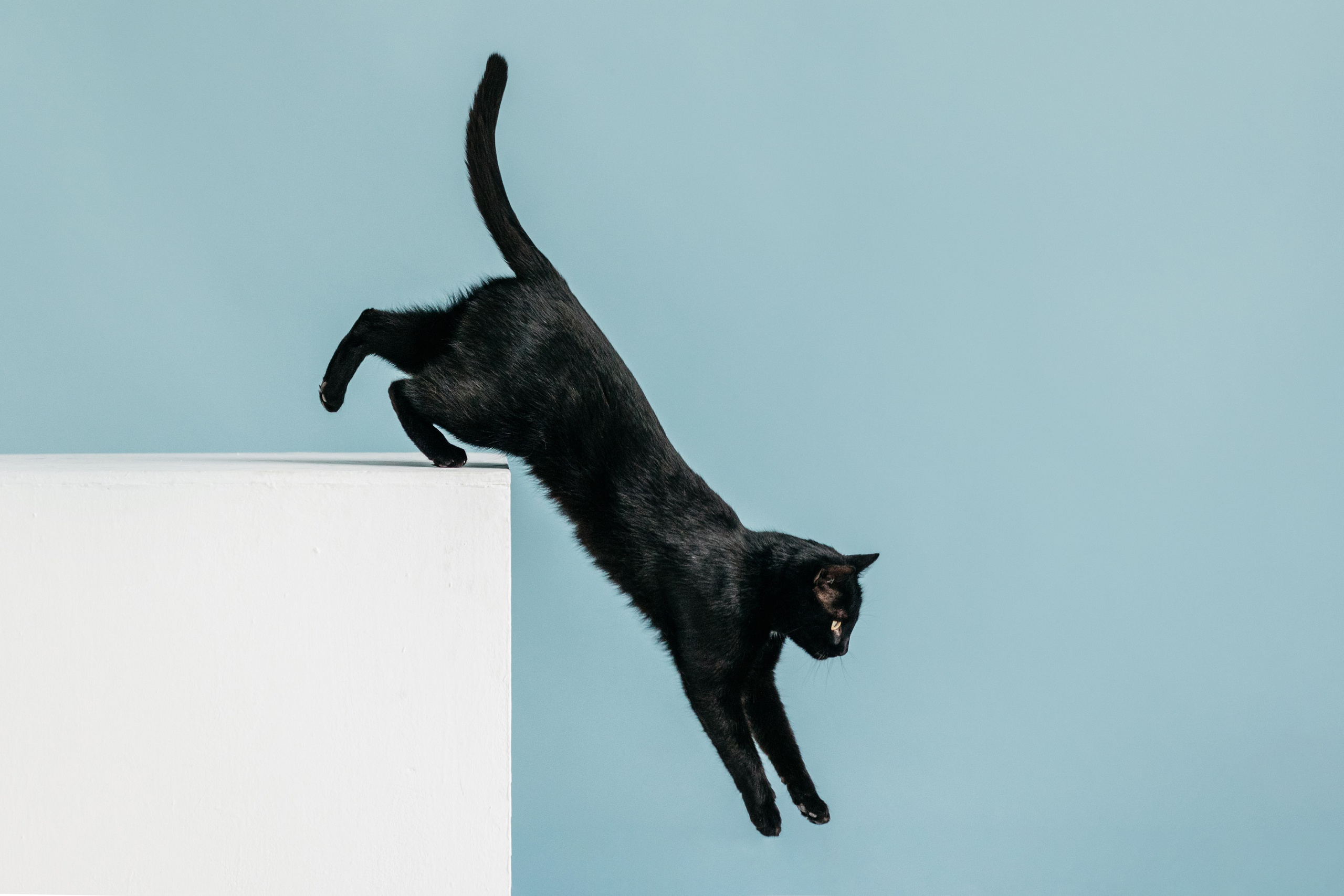 Кузя. Фотограф-анималист Елена Радченко, Москва