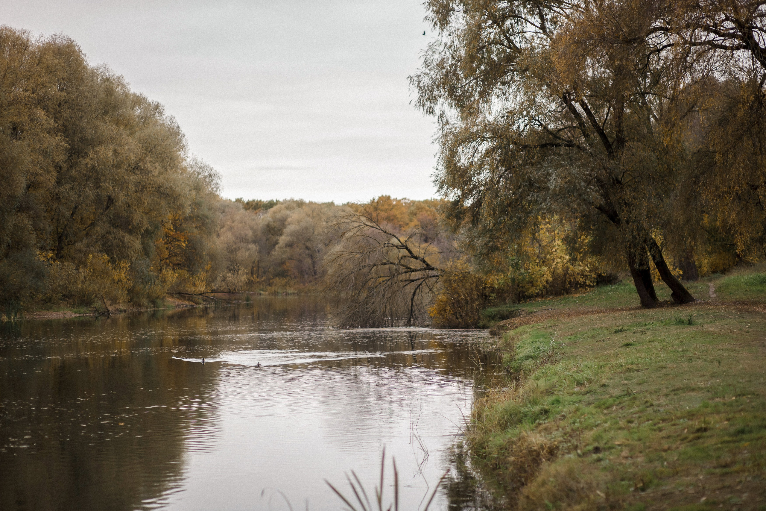 Бристоль (Бежицкий район). Портретный, семейный, свадебный фотограф в Брянске Маргарита Василькова