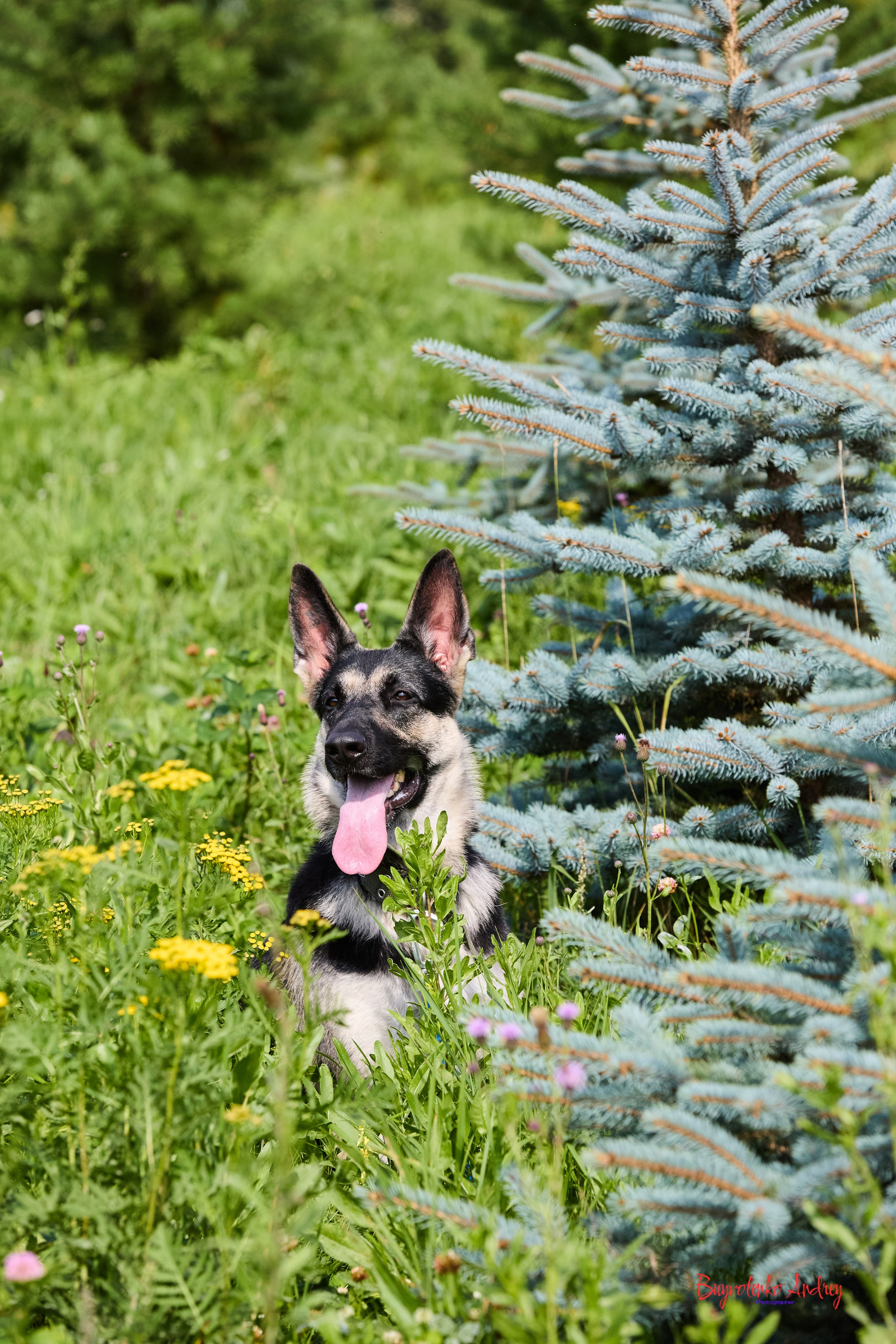 Проект фотопрогулка с хвостиком. Buyvolenko Andrey
