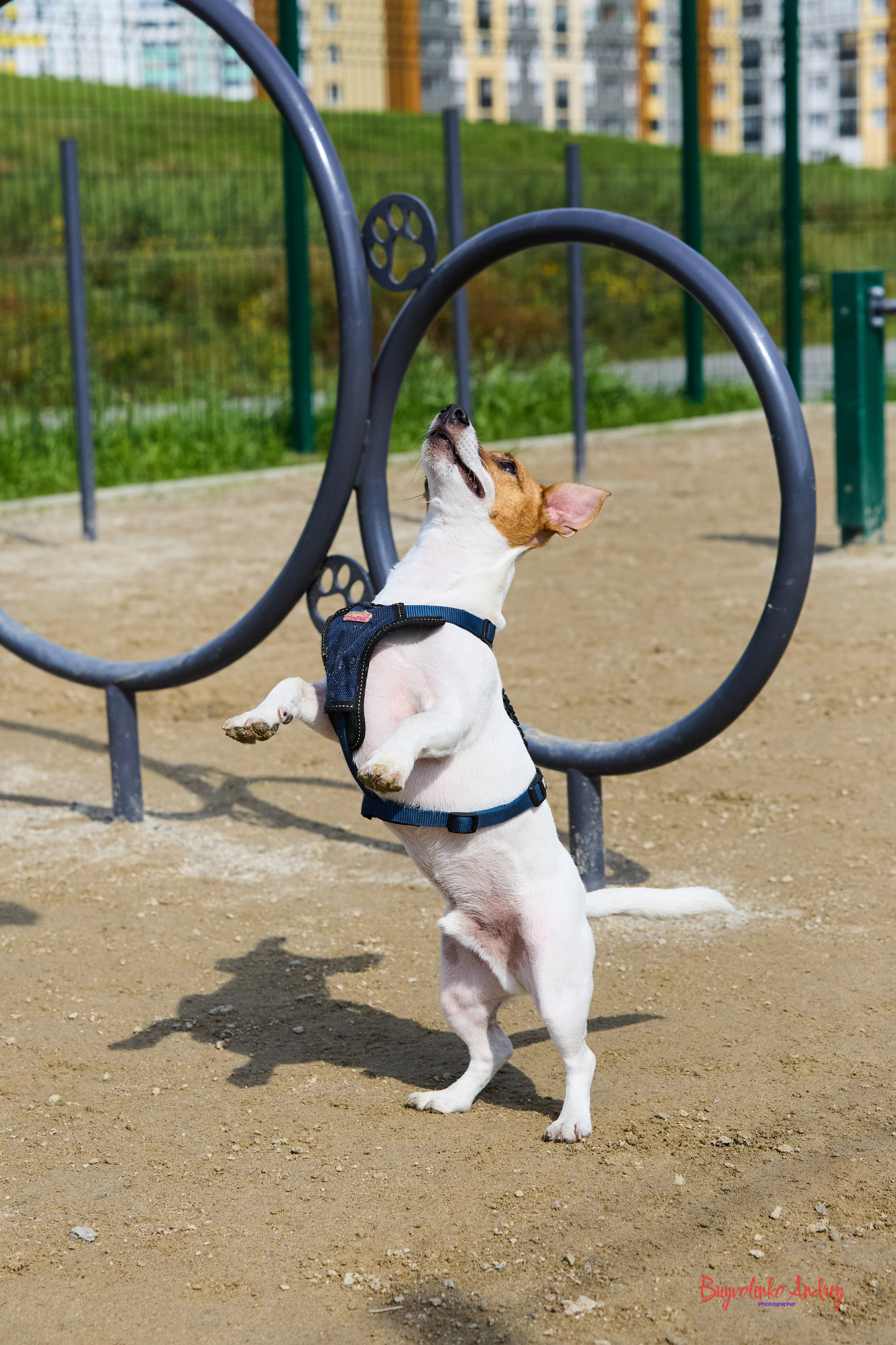 Проект фотопрогулка с хвостиком. Buyvolenko Andrey