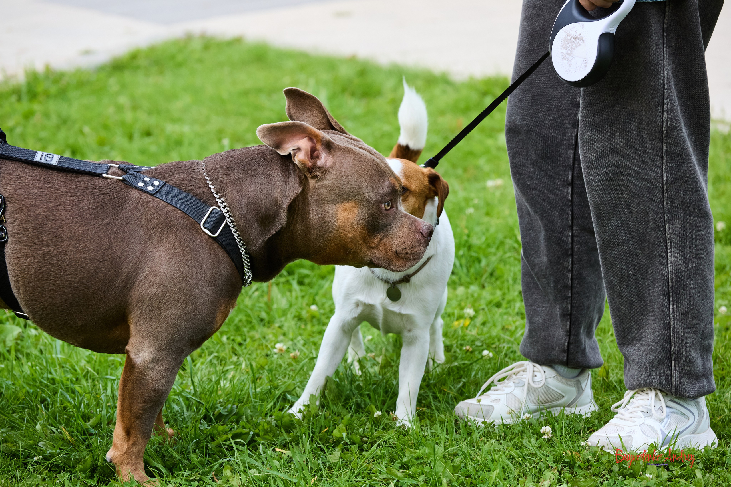 Проект фотопрогулка с хвостиком. Buyvolenko Andrey