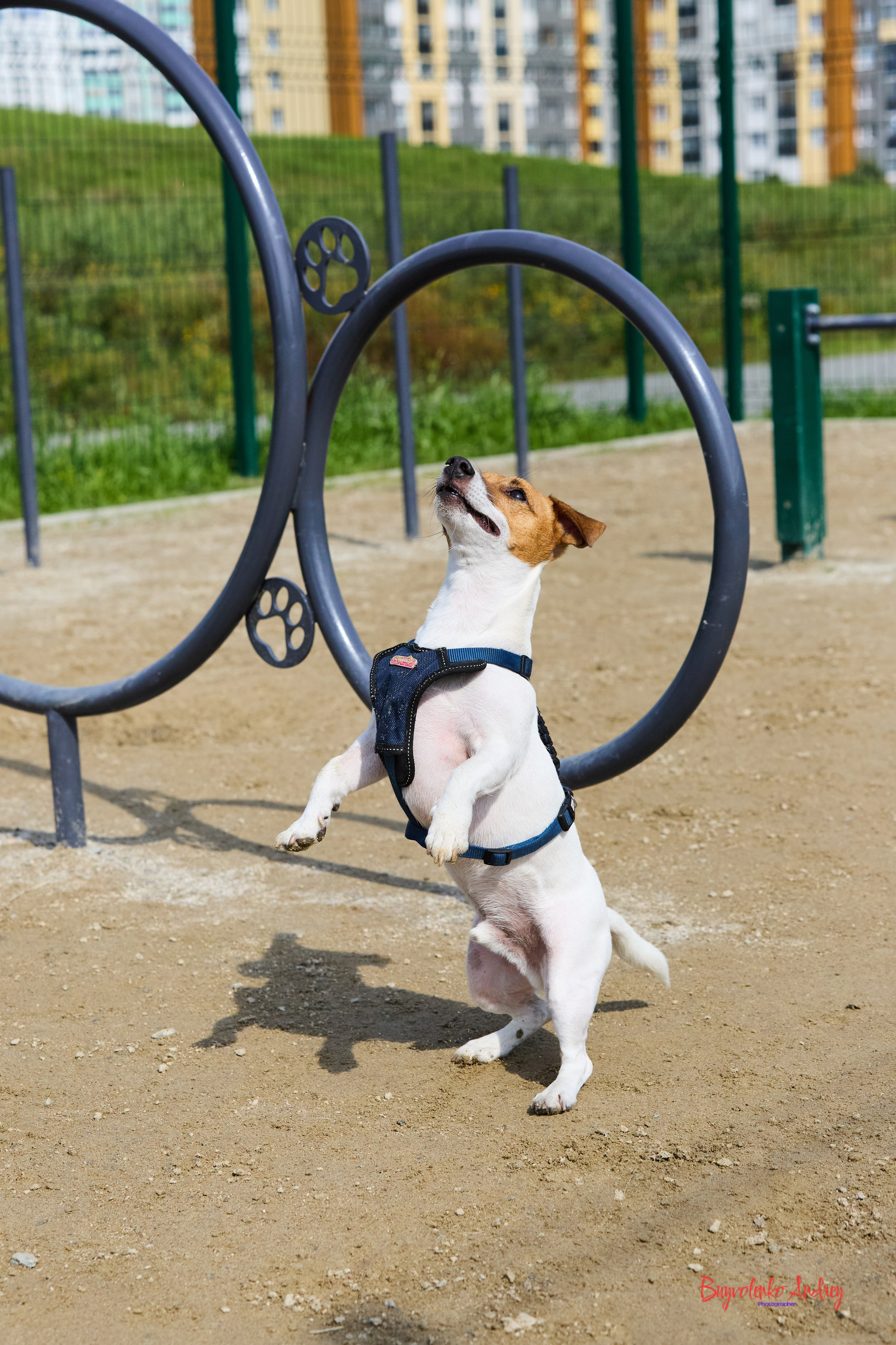 Проект фотопрогулка с хвостиком. Buyvolenko Andrey