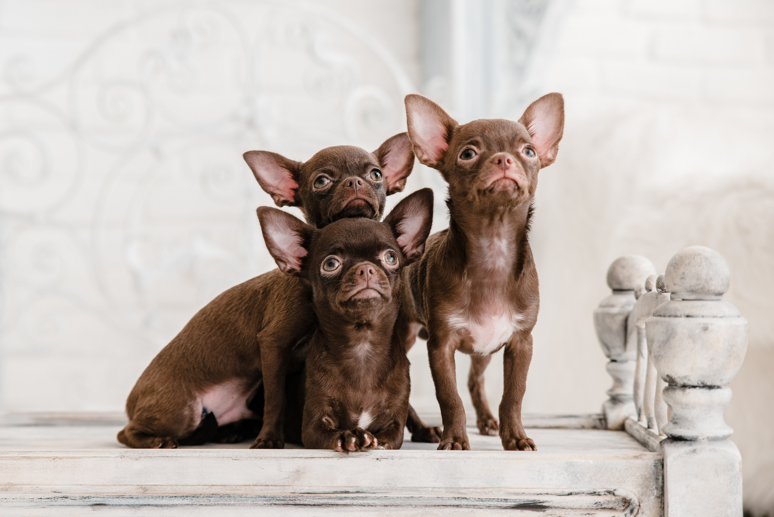 Чихуа Ахуа студия. Главная