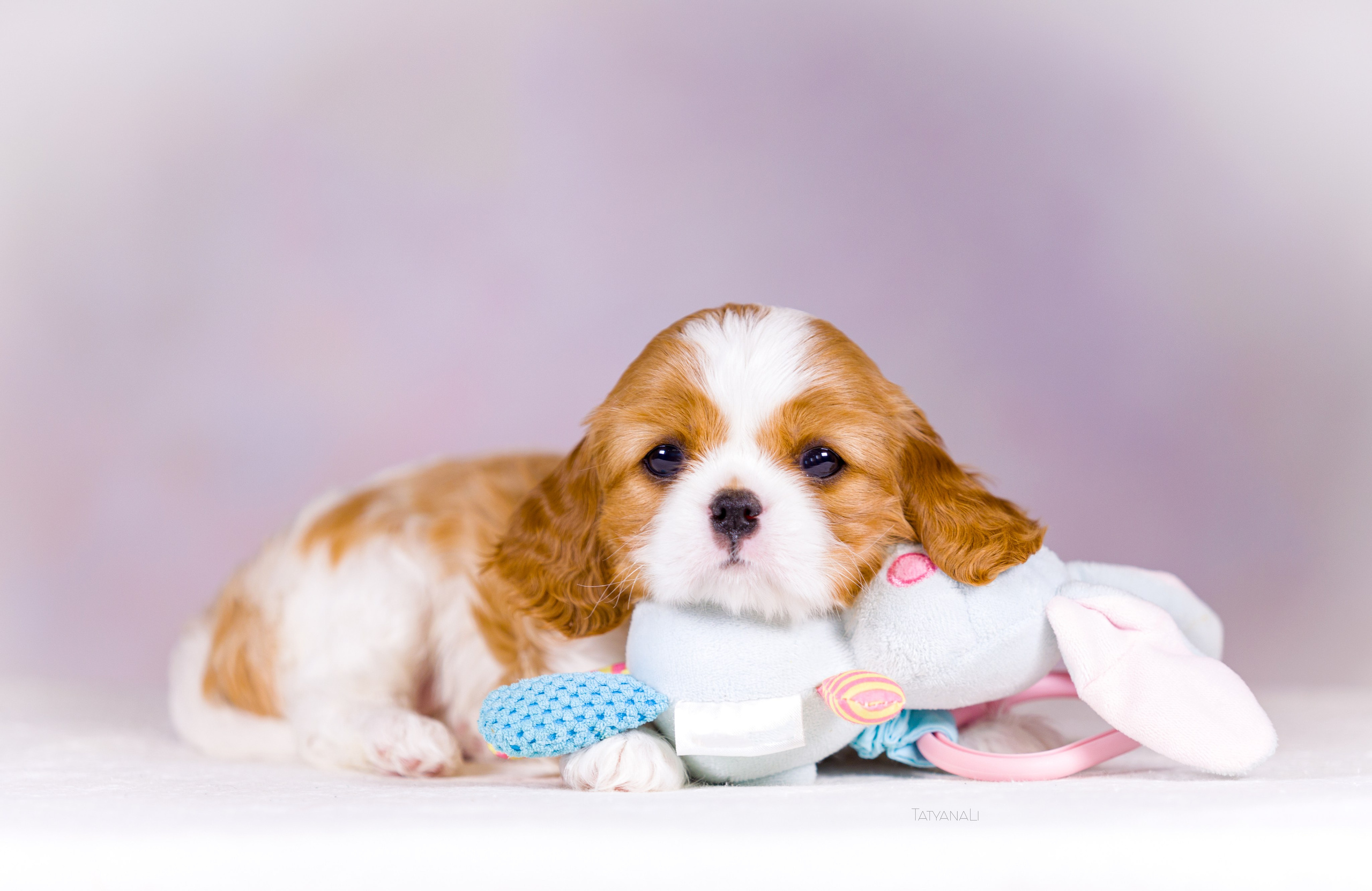 Кавалер-Кинг-Чарльз-Спаниель. Фотограф — анималист Татьяна Ли