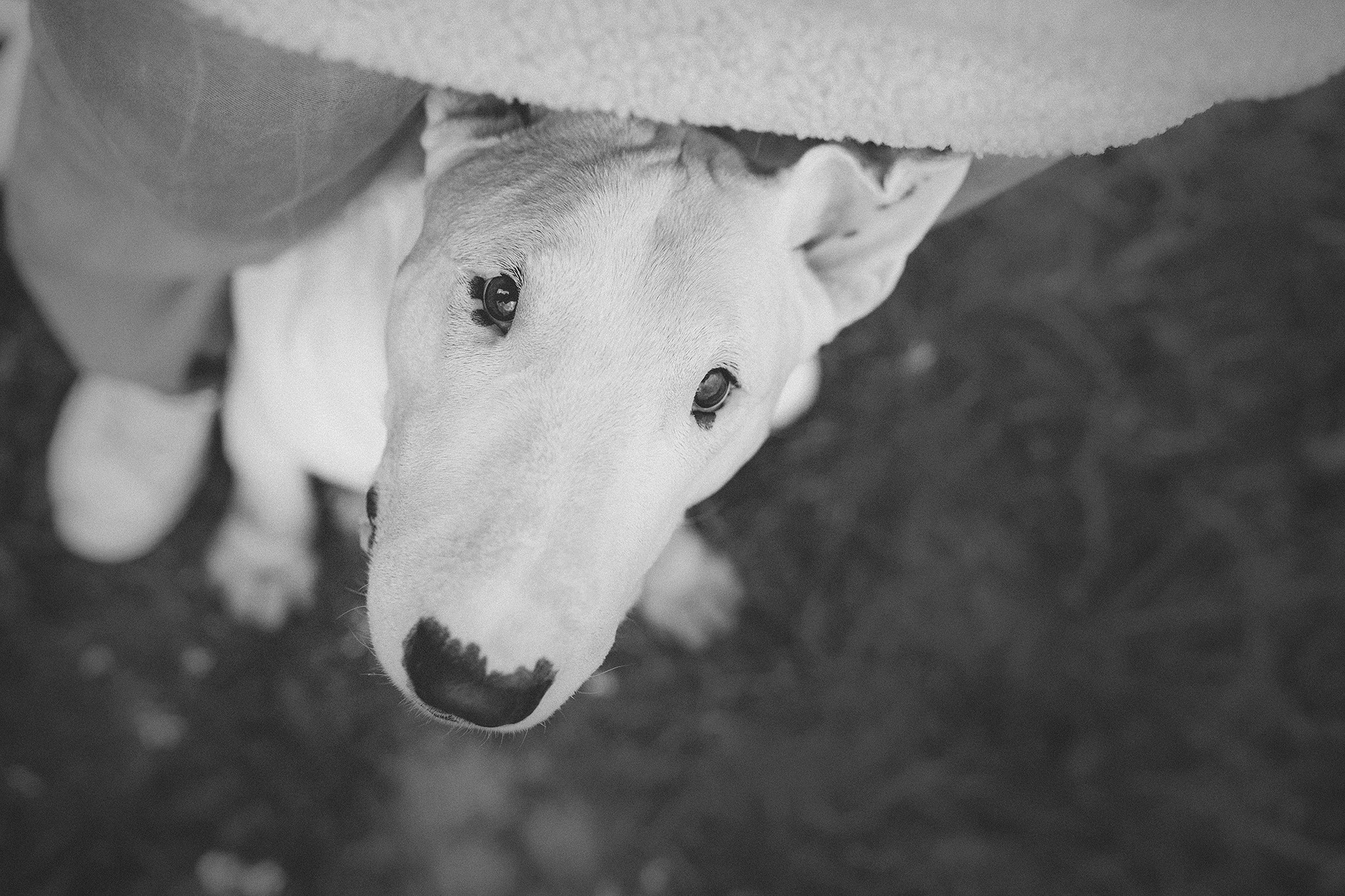 Дон, Настя. Фотограф-анималист • love-story • Санкт-Петербург