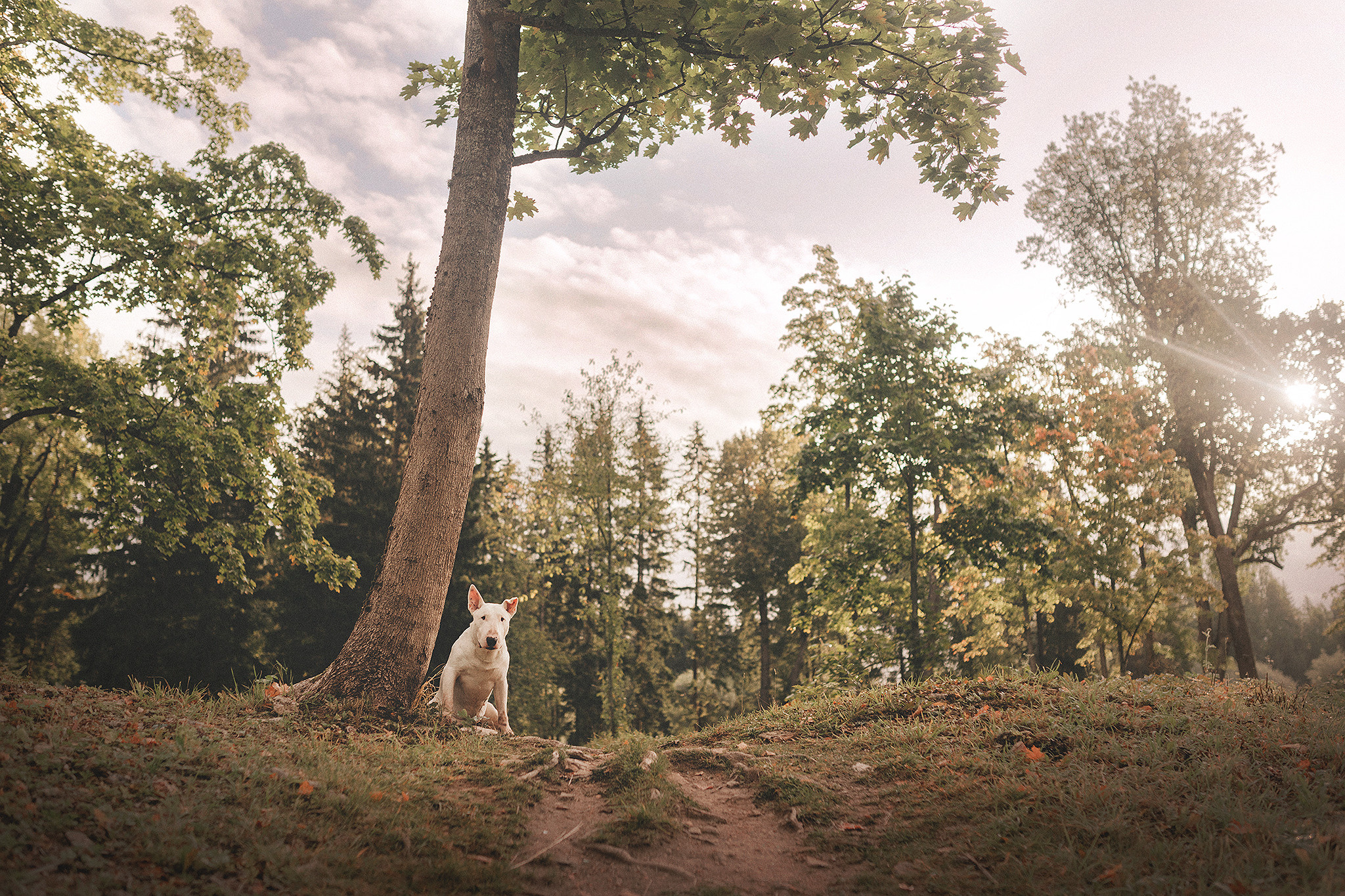 Дон, Настя. Фотограф-анималист • love-story • Санкт-Петербург