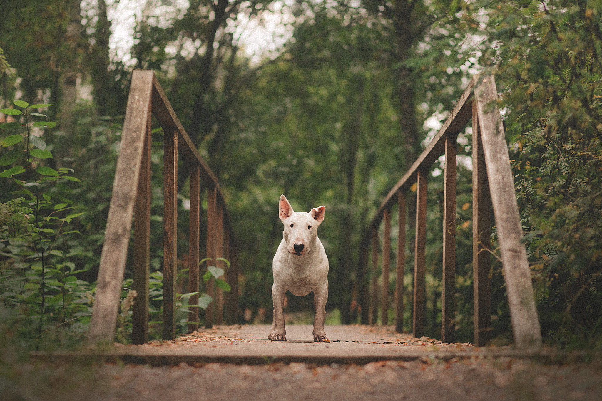 Дон, Настя. Фотограф-анималист • love-story • Санкт-Петербург