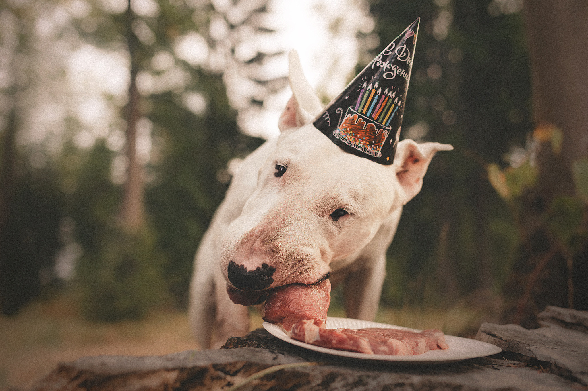 Дон, Настя. Фотограф-анималист • love-story • Санкт-Петербург