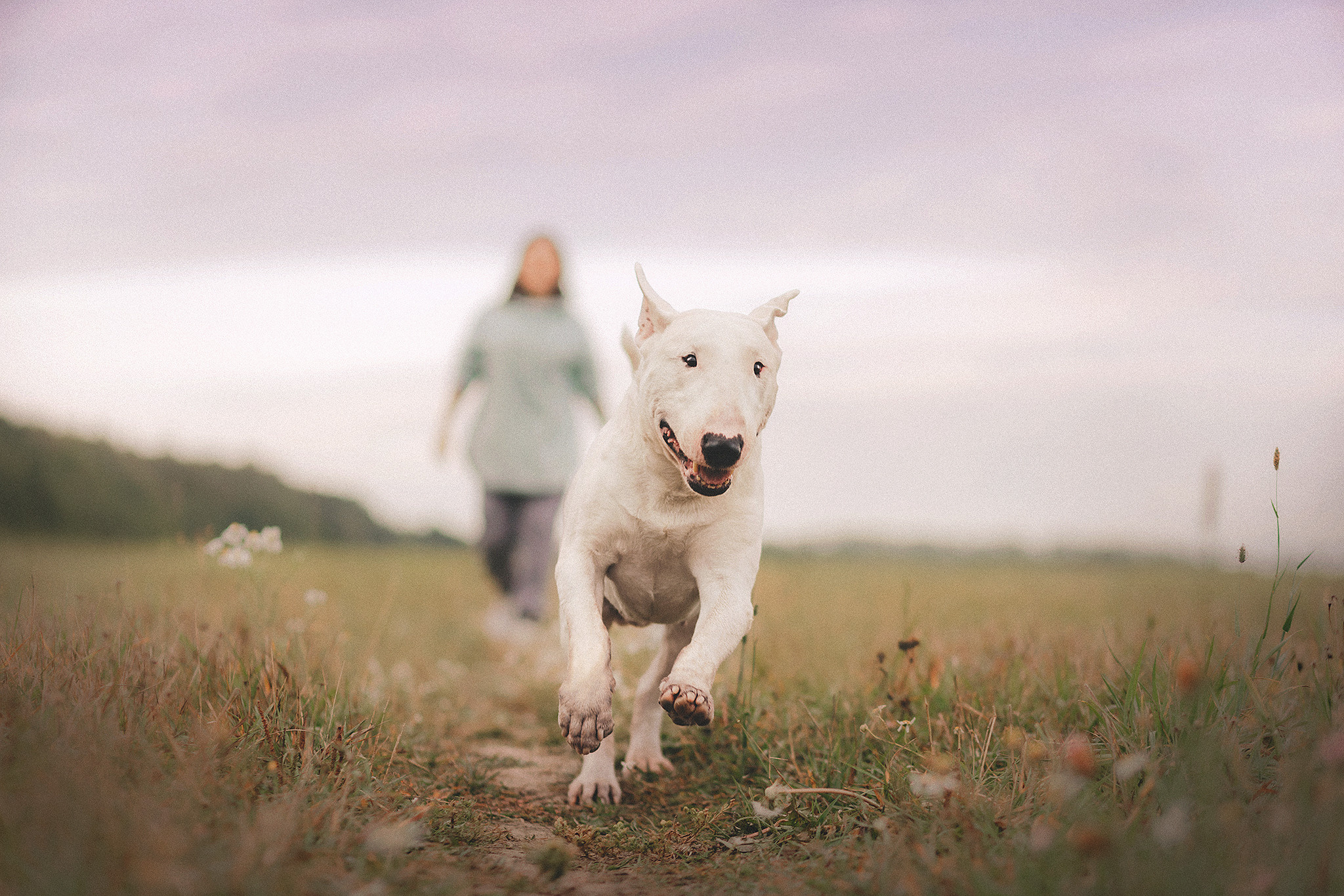 Дон, Настя. Фотограф-анималист • love-story • Санкт-Петербург