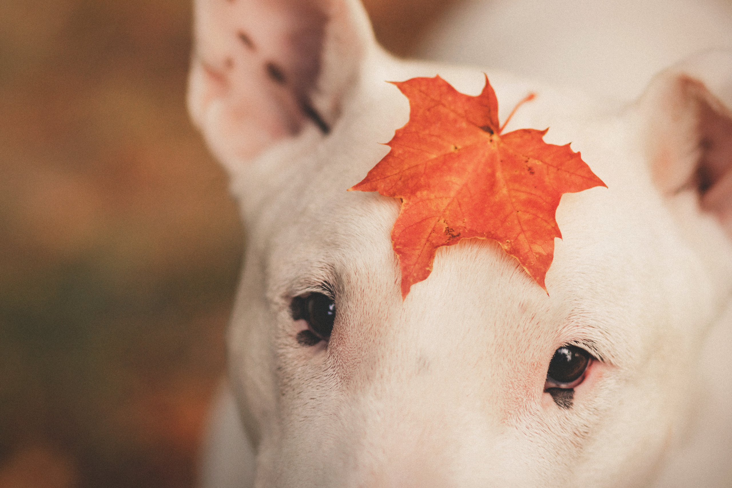 Дон, Настя. Фотограф-анималист • love-story • Санкт-Петербург