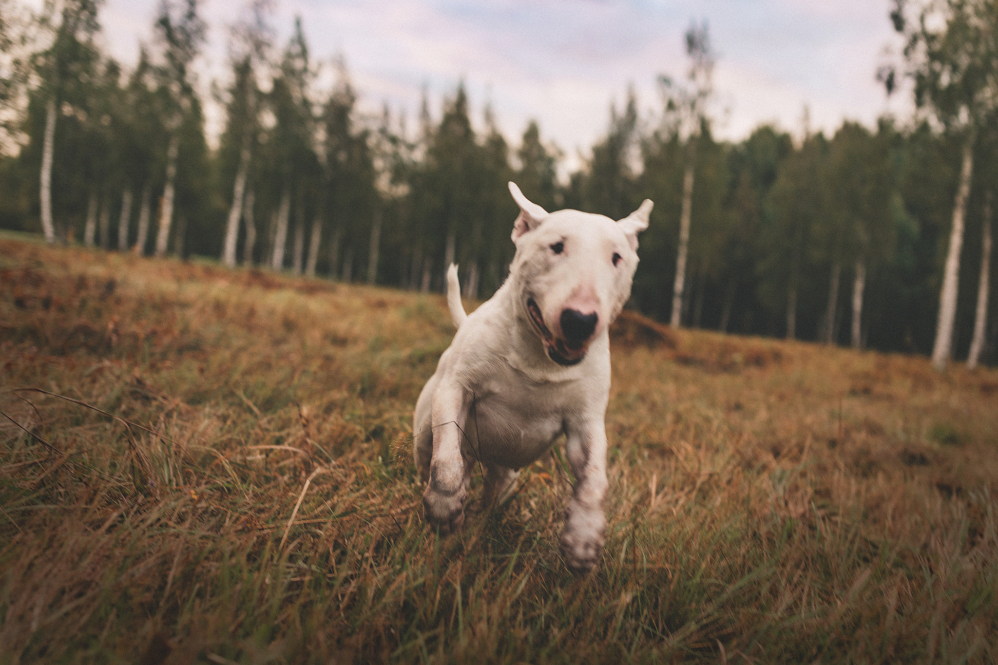 Дон, Настя. Фотограф-анималист • love-story • Санкт-Петербург