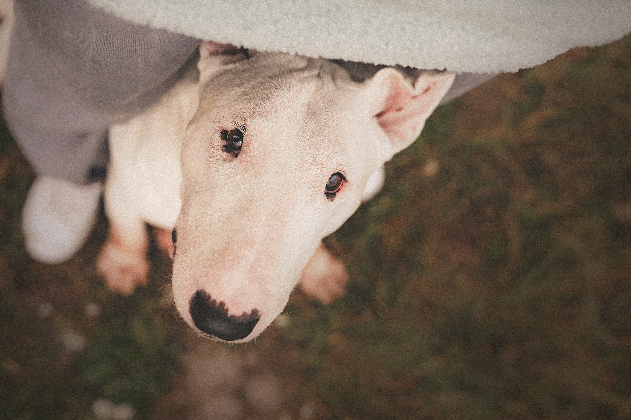 Дон, Настя. Фотограф-анималист • love-story • Санкт-Петербург