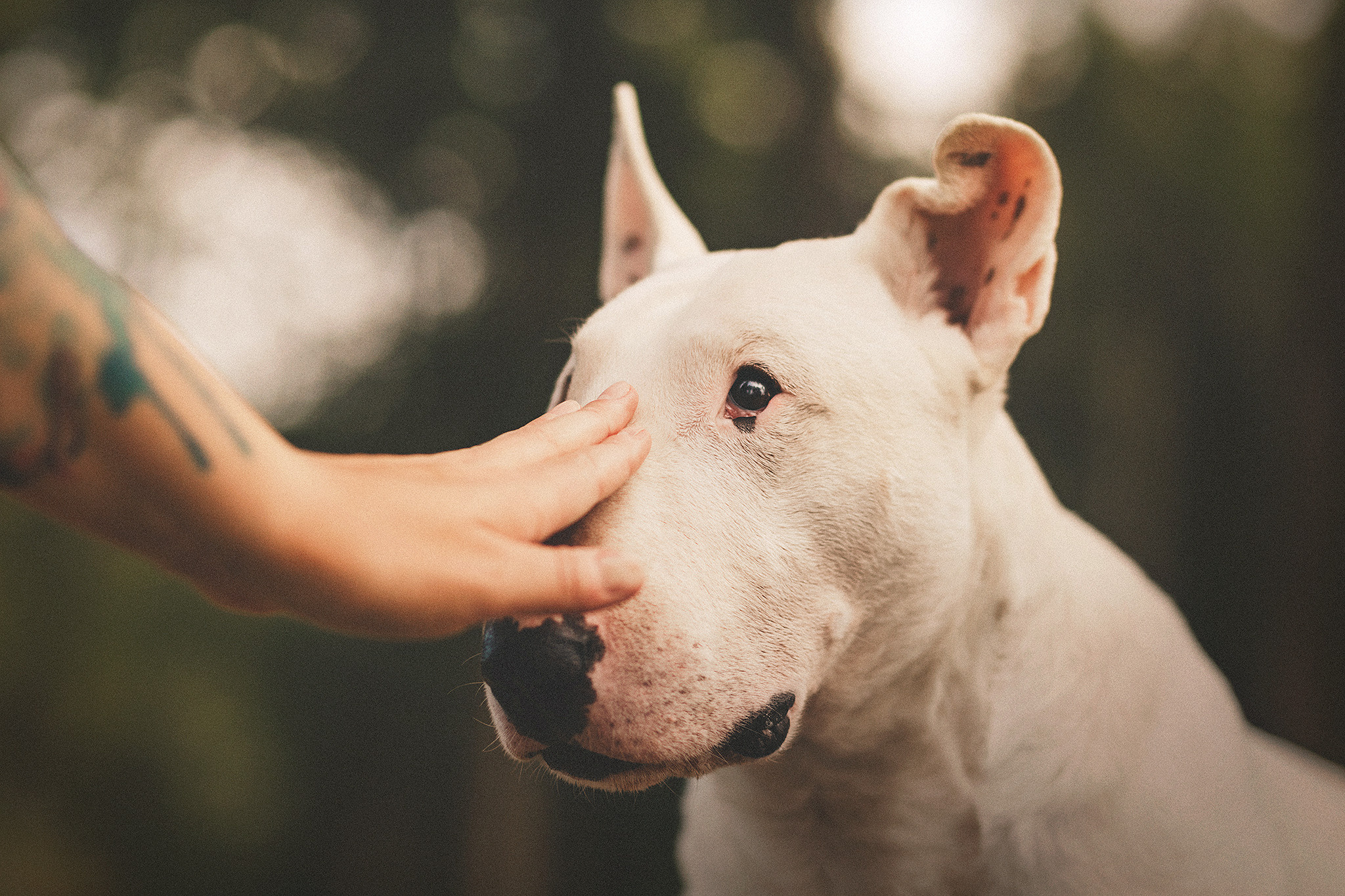 Дон, Настя. Фотограф-анималист • love-story • Санкт-Петербург