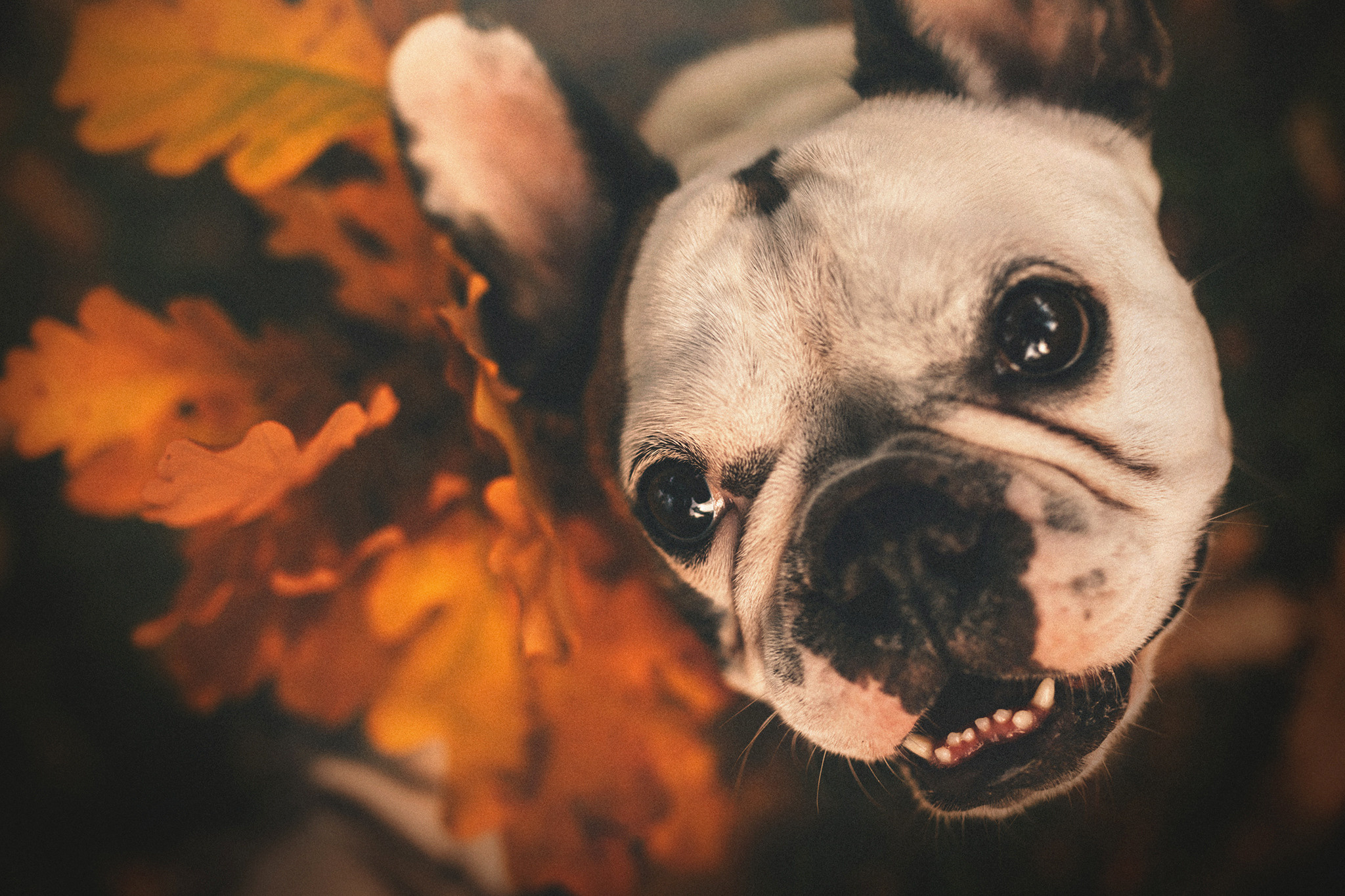 Патрик и Ксюша. Фотограф-анималист • love-story • Санкт-Петербург