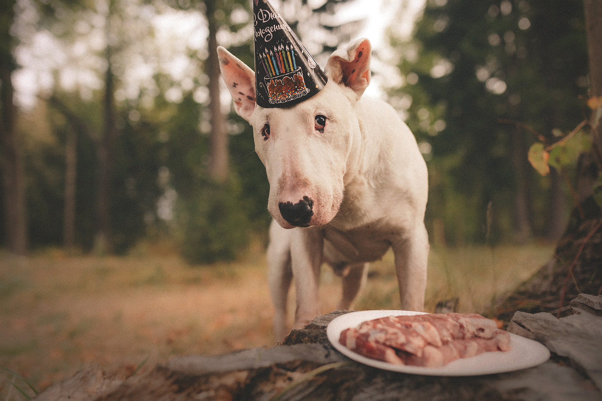 Дон, Настя. Фотограф-анималист • love-story • Санкт-Петербург