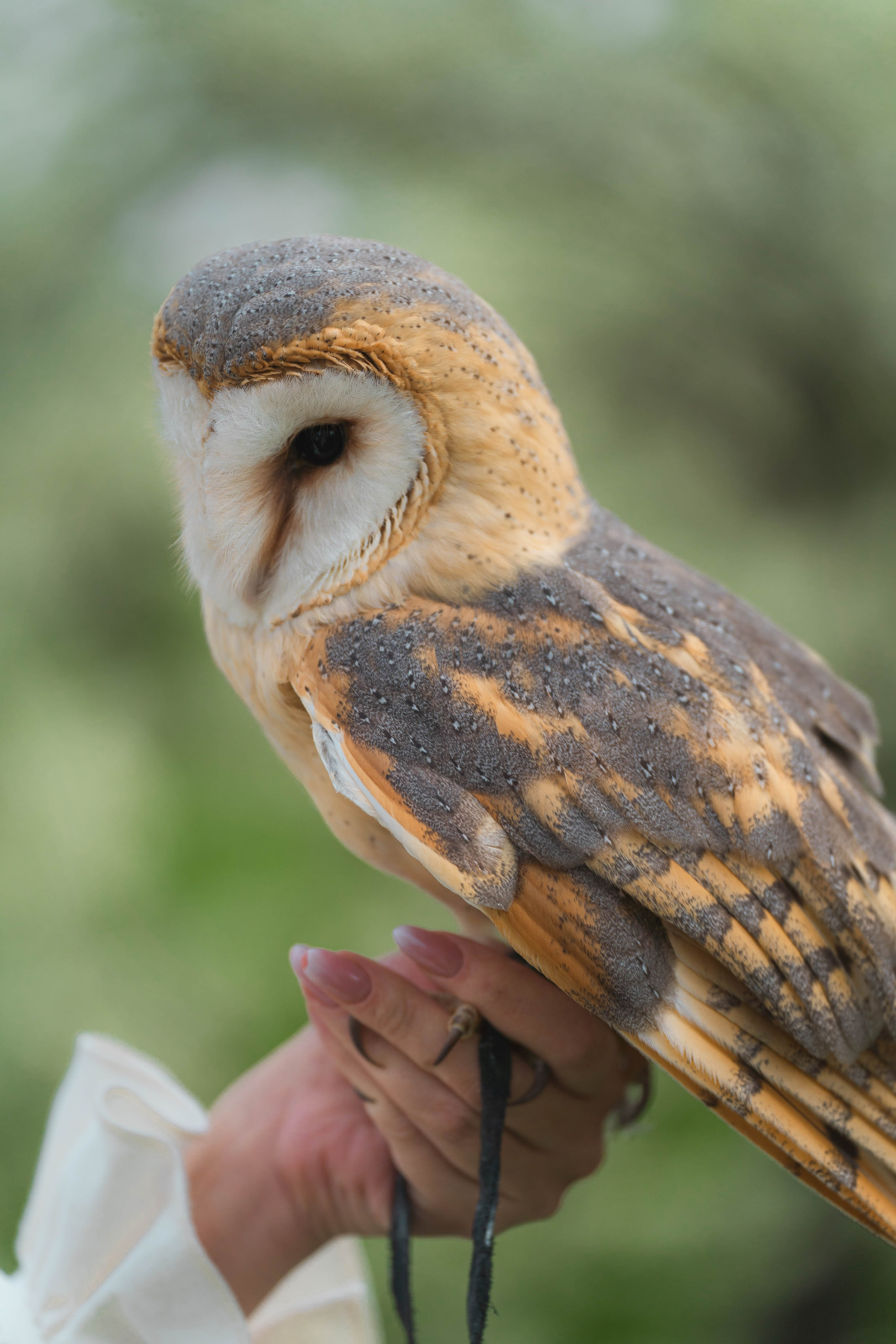 Милана. Фотограф в Москве Ленарская Дарья