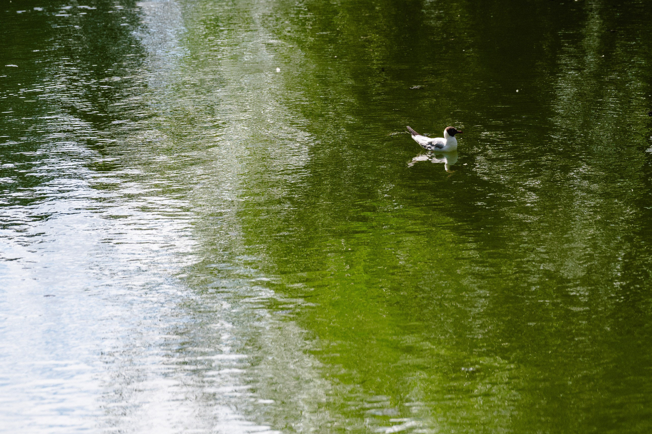 Стереолето Екатеринбург. Харитоновский парк. Репортажный и концертный фотограф Алексей Патентный в Екатеринбурге