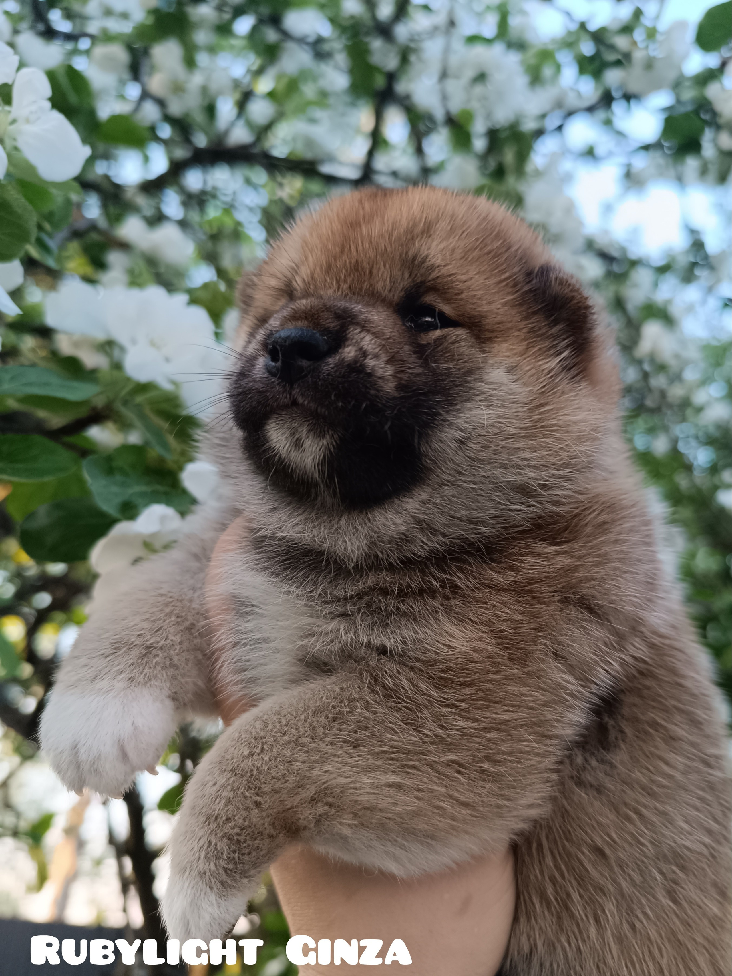 сиба питомник Рубилайт щенки на продажу rubylight  сиба щенки купить СПб Санкт-Петербург 