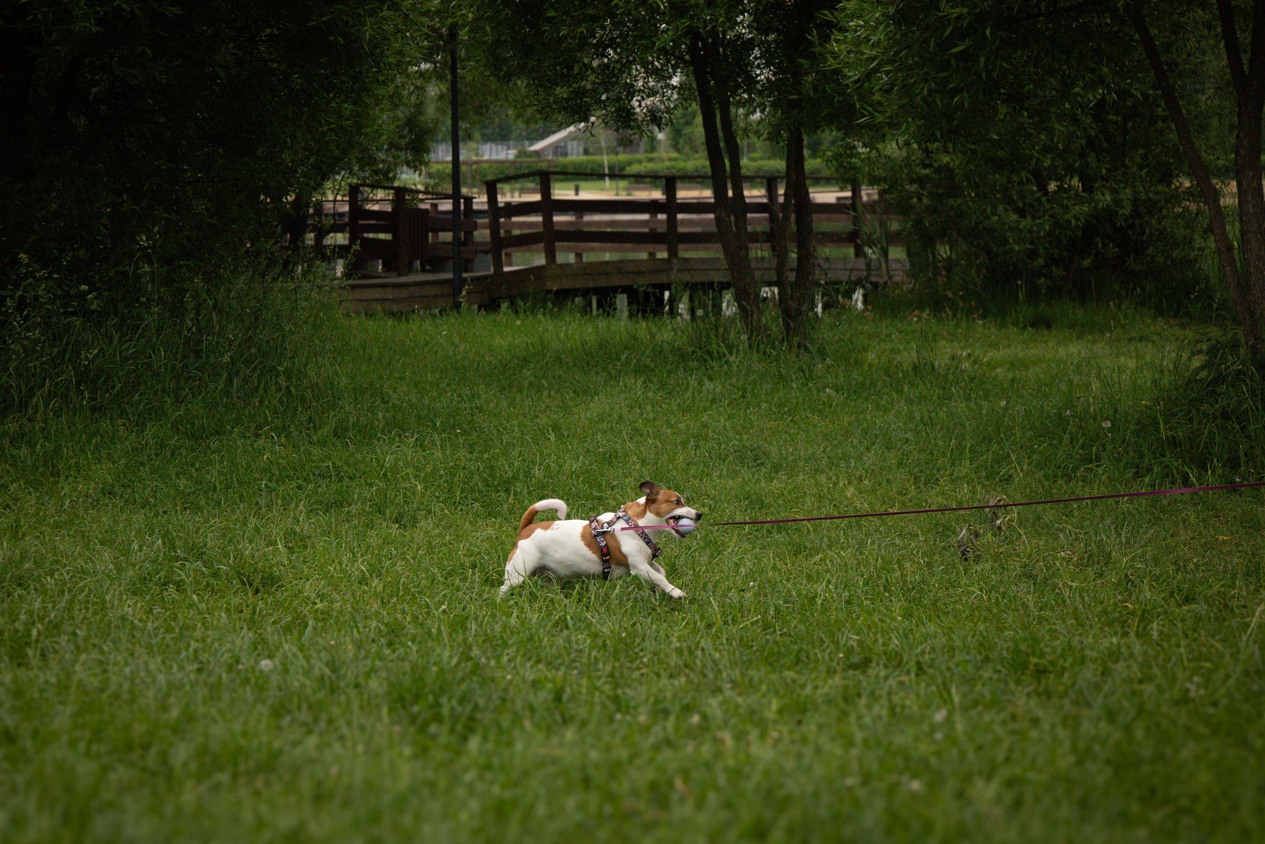 Моя маленькая спутница: Банни и Настя в Южнобутовском парке. Фотограф-анималист в Москве Екатерина Тихонова