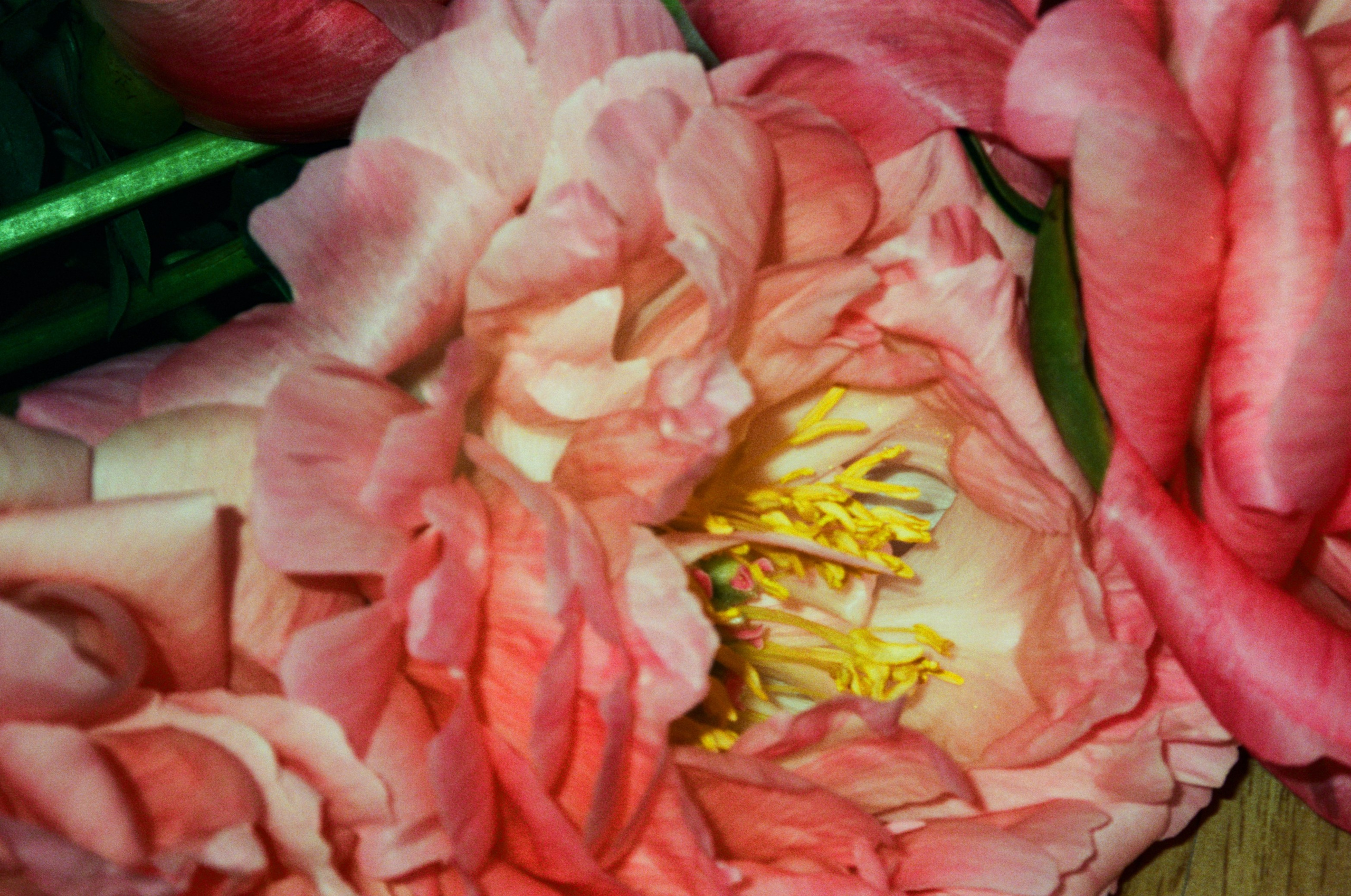 Портфолио. Мария Баракова