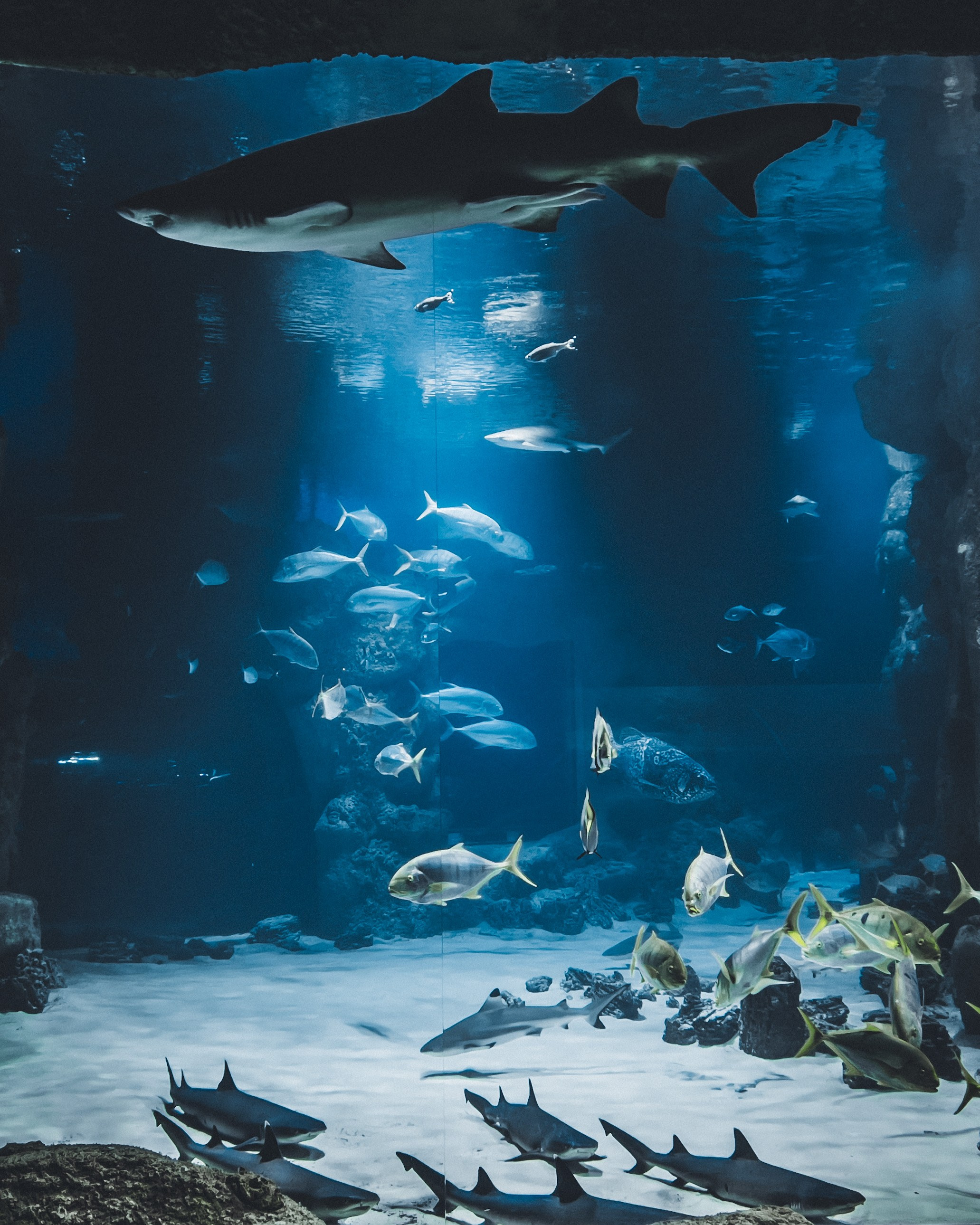 Животные. Репортажный фотограф в Краснодаре Рындин Дмитрий