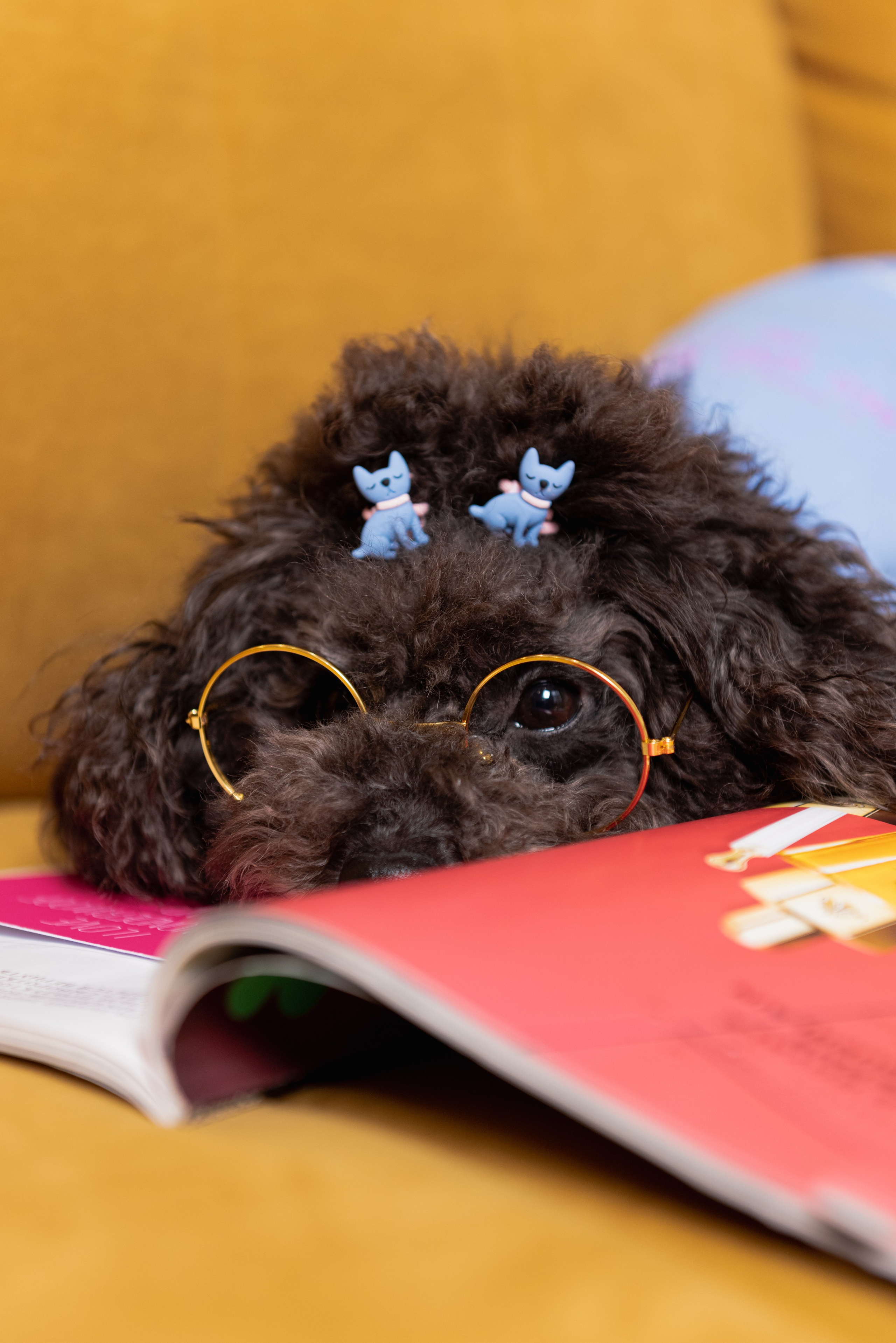 Pets. Фотограф в Москве Daria Lens