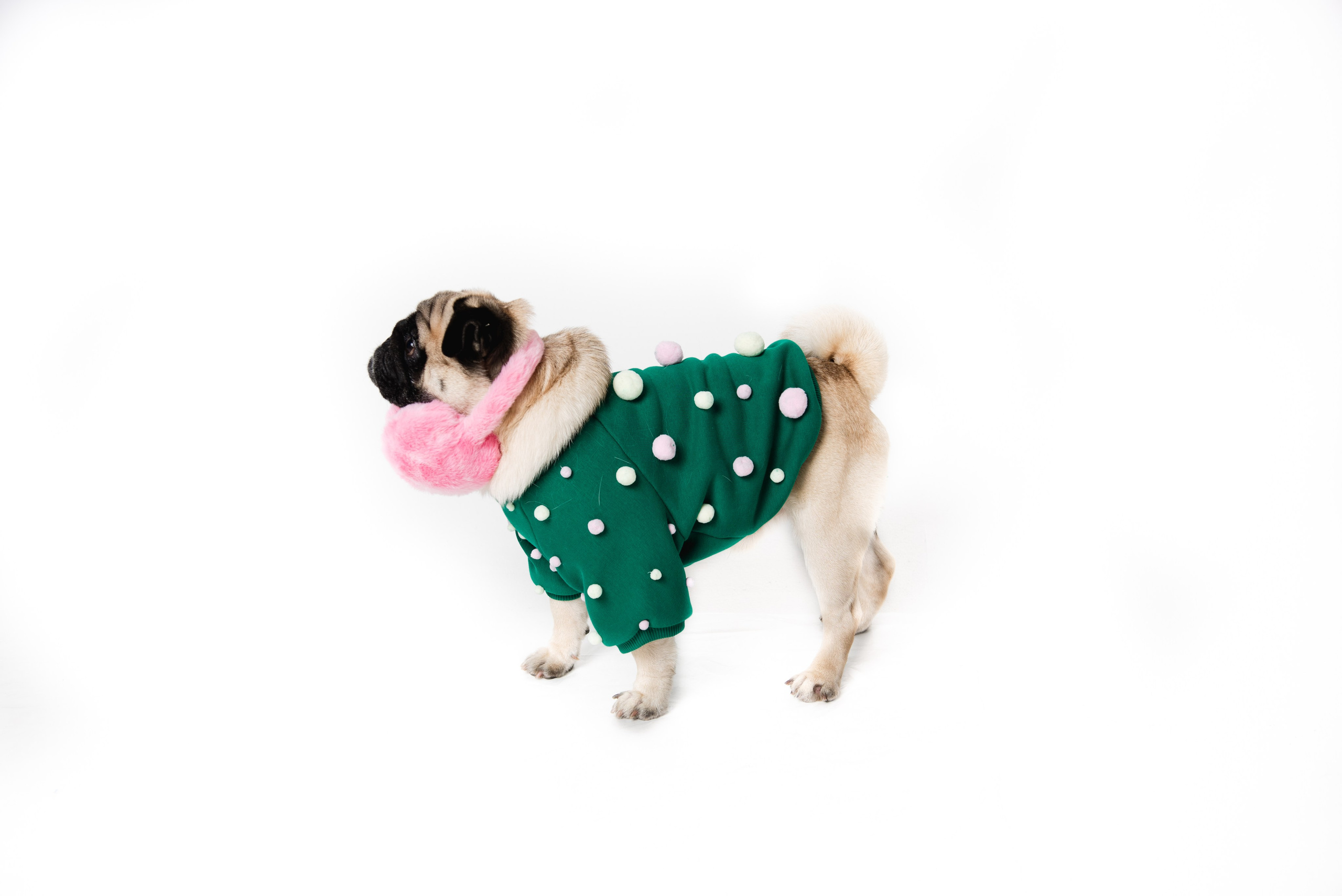 Pets. Фотограф в Москве Daria Lens