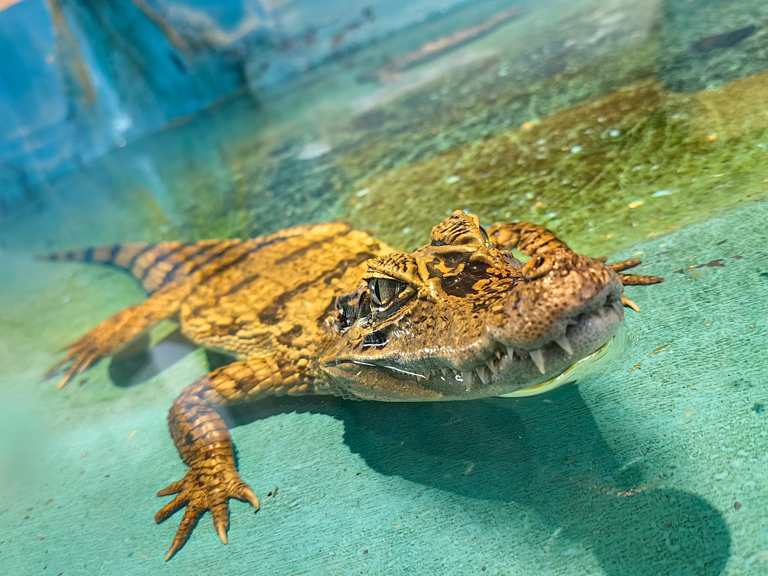 Галерея Huawei p60. Константин Устинов — фотограф