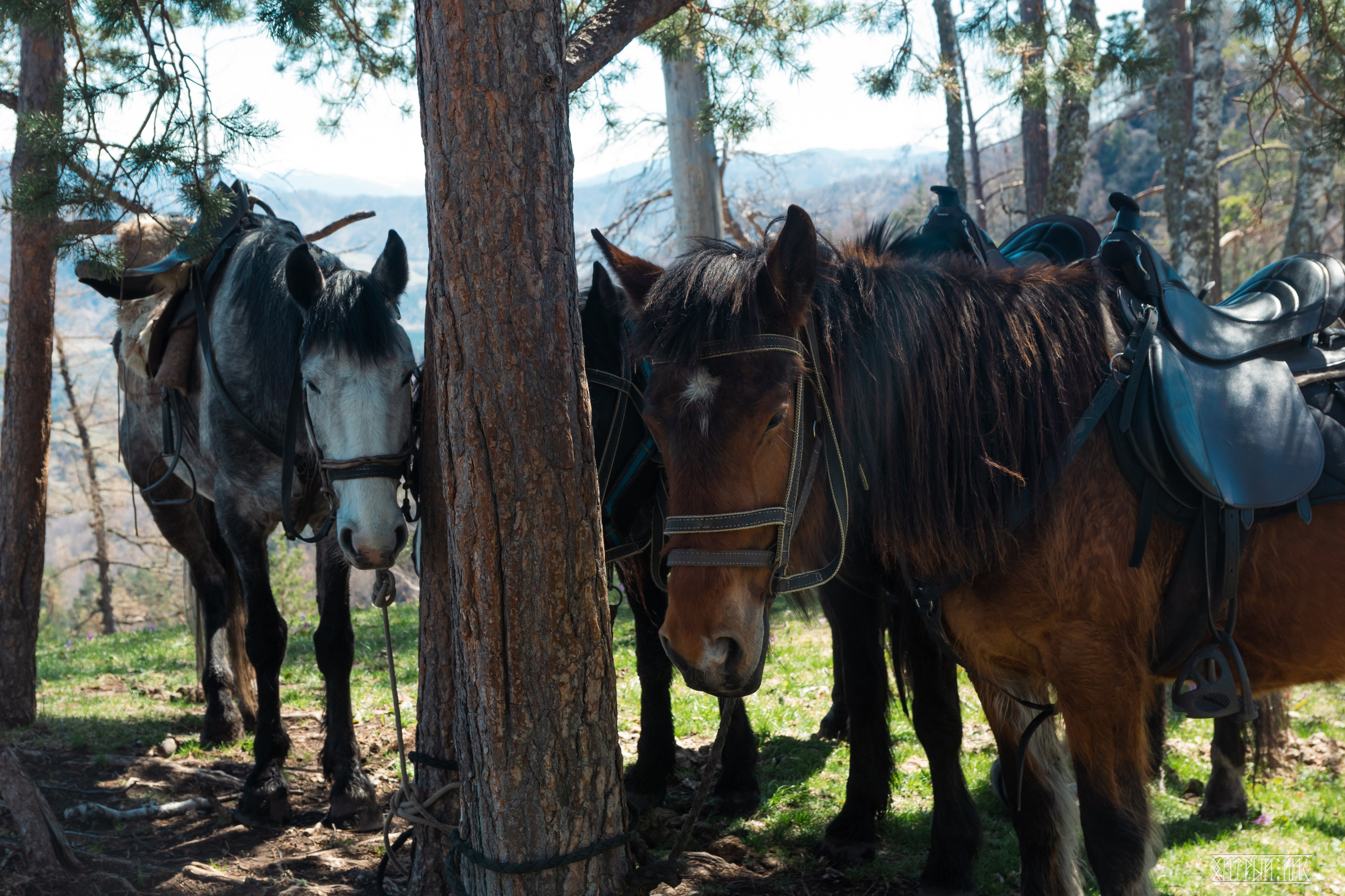 Алтай. Фотограф-путешественник Самойлов Максим «Sly Fox»