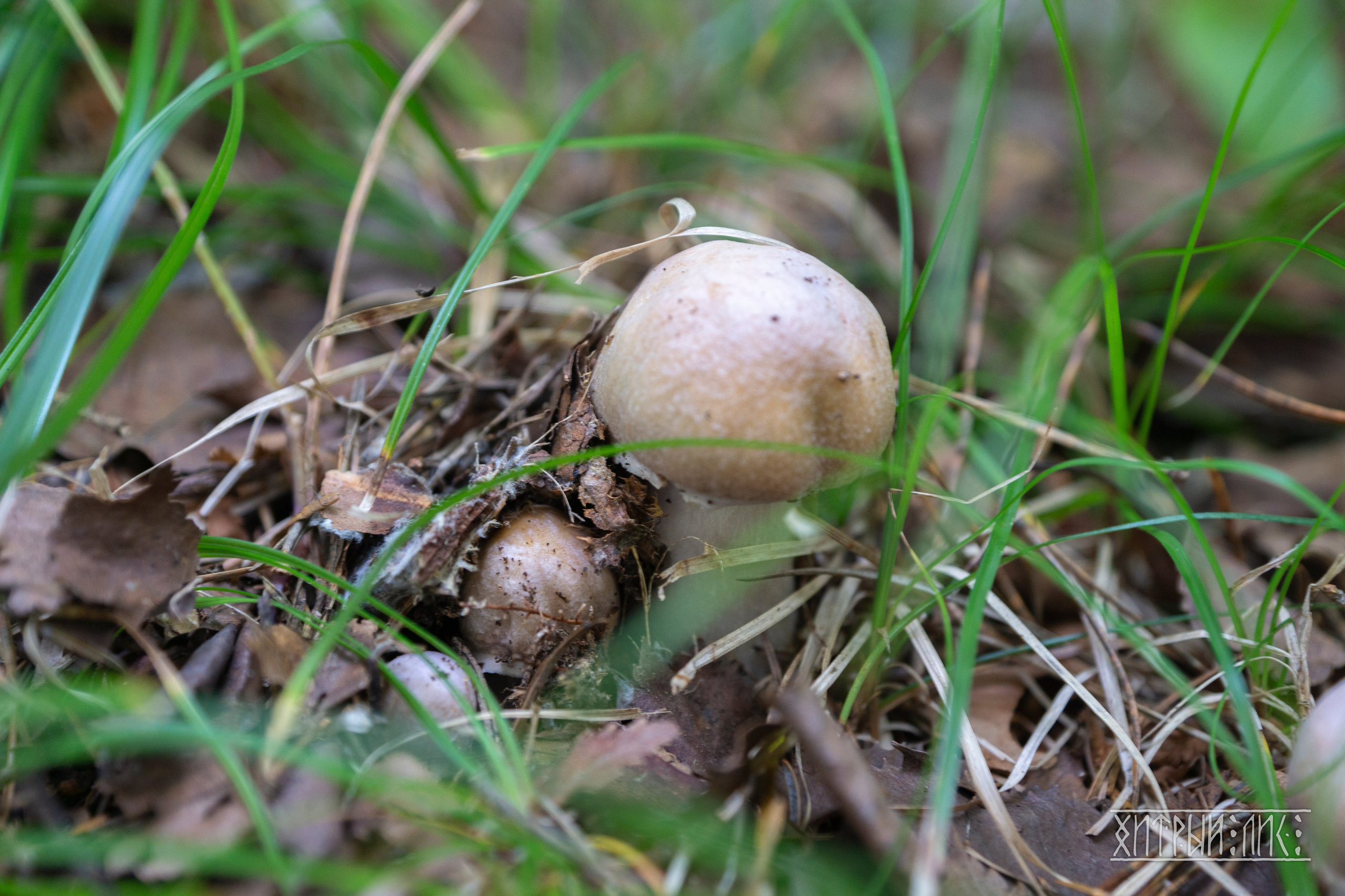 Сахалин. Фотограф-путешественник Самойлов Максим «Sly Fox»
