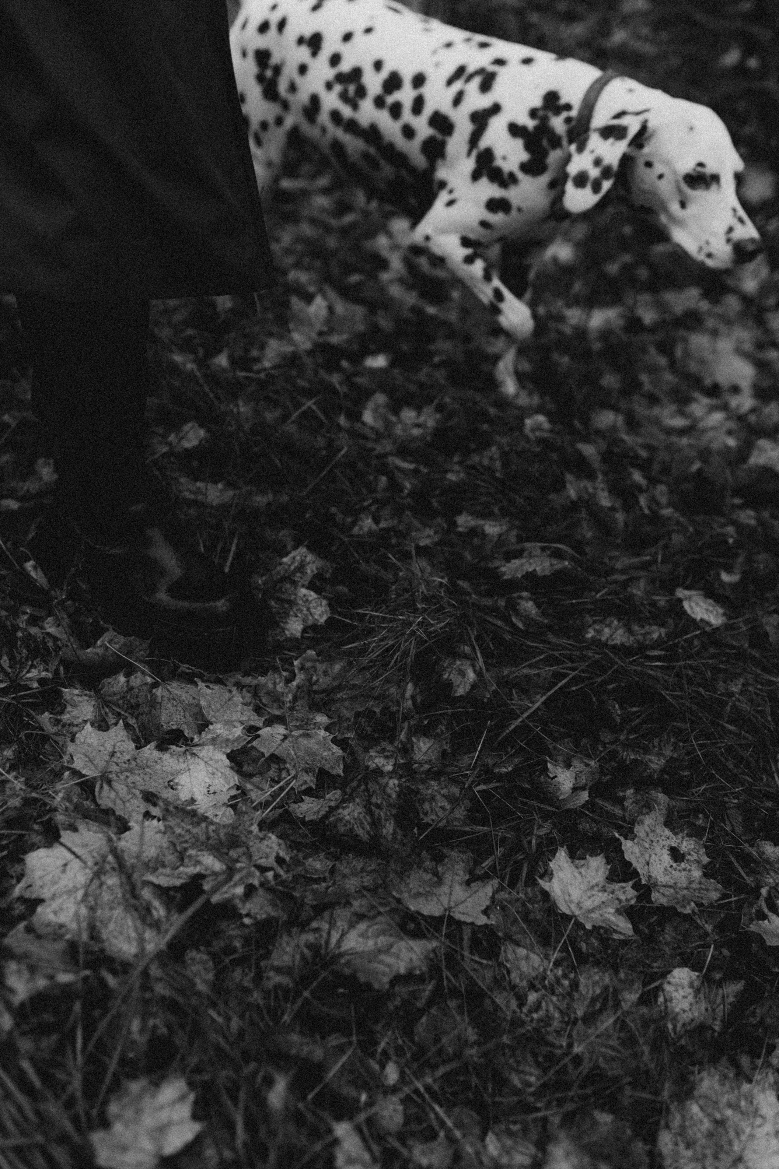 Анфиса & Нисма. Фотограф НОГИНСК, Москва, Анастасия Белая