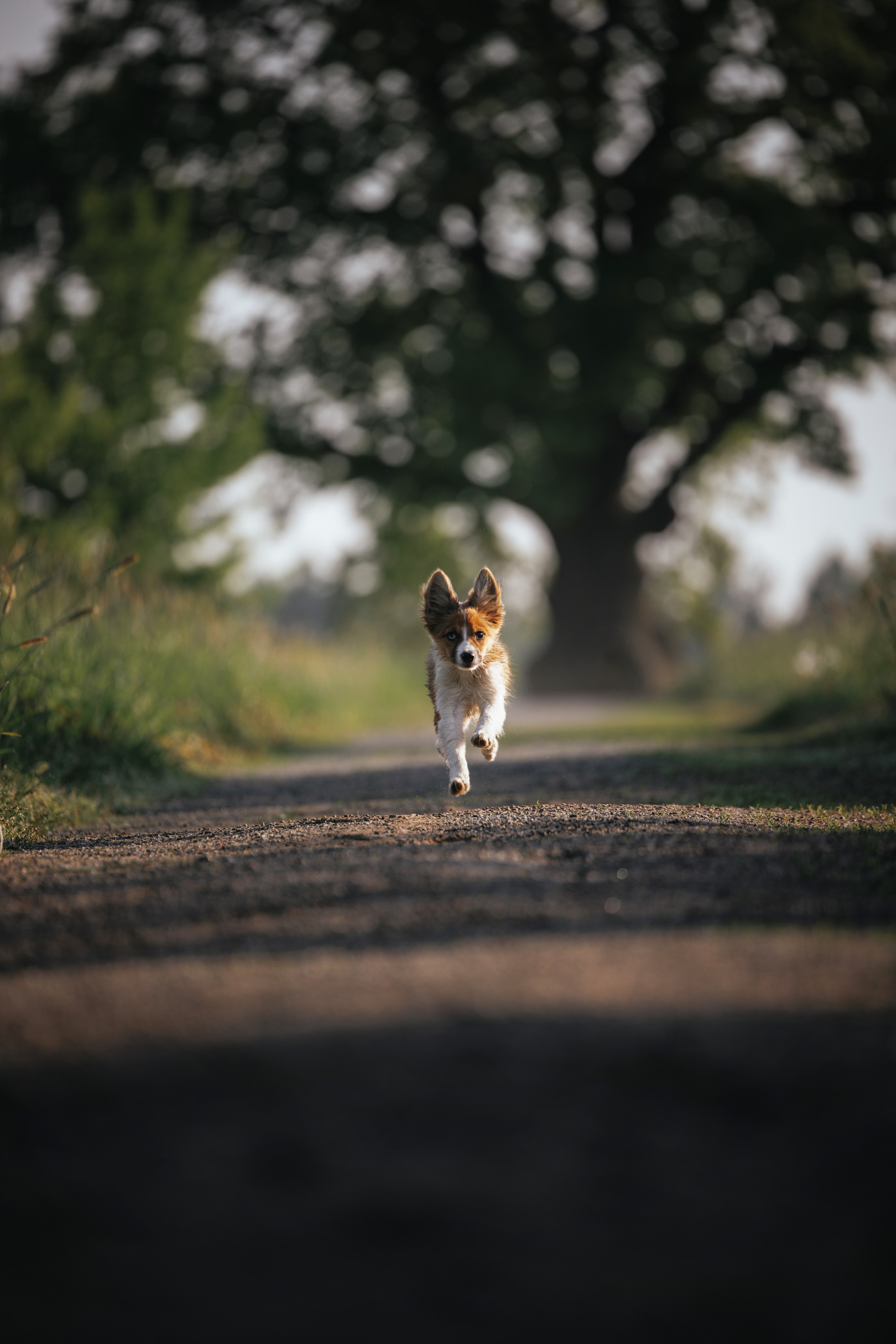 Токи, Янки, Лось, Мако и Рин. Фотограф анималист Осипчикова Мария