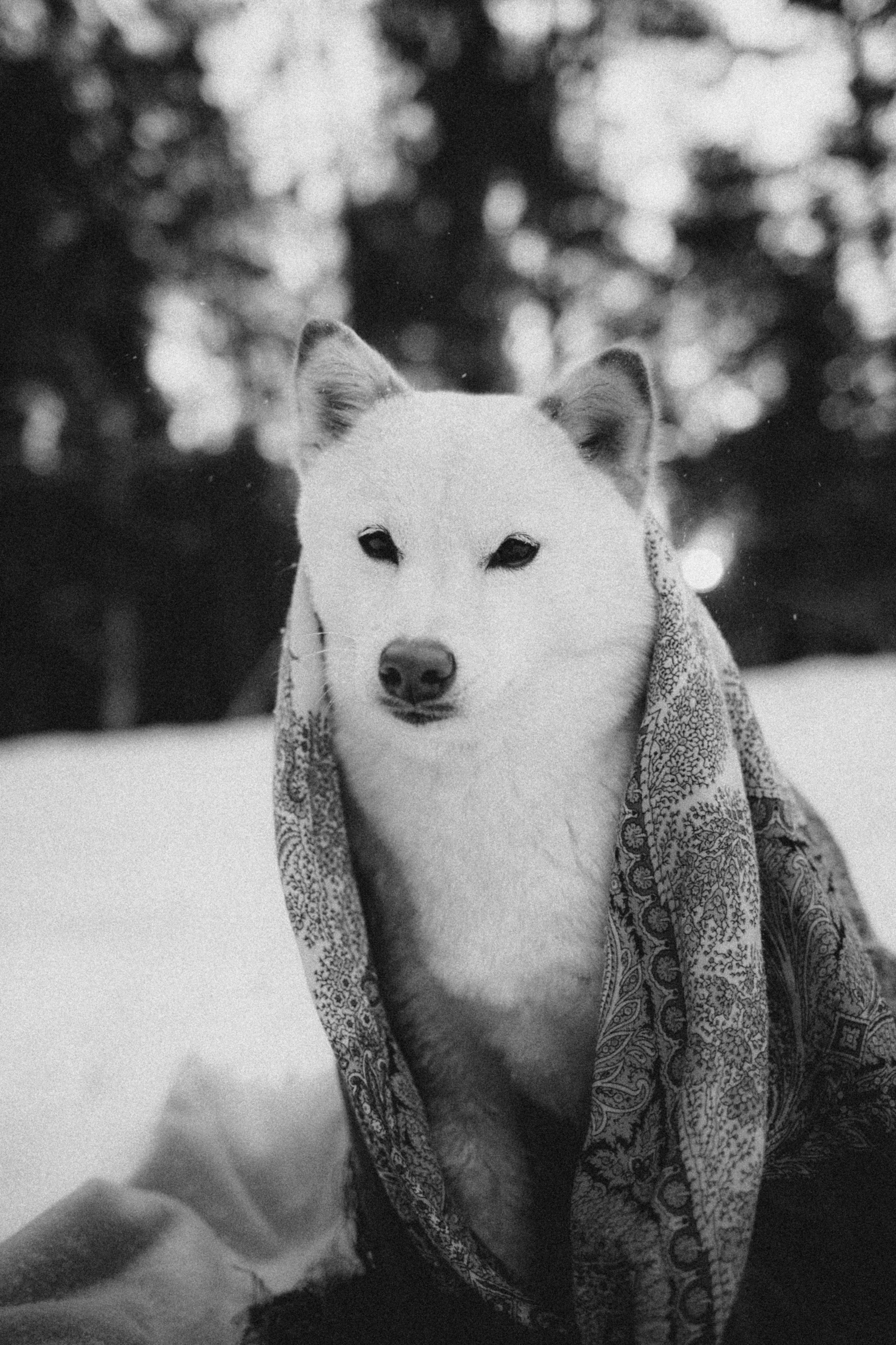 Шед, Цири и Ира