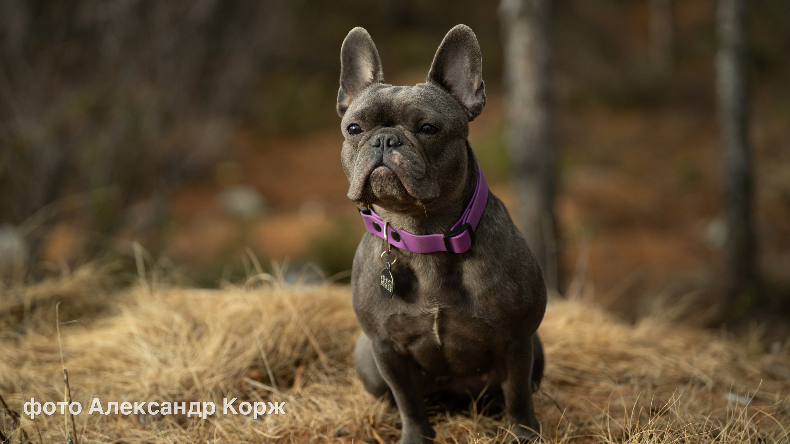 Животные. Фотографии и видеосъемка, Айхал, Удачный, Якутия. Фотографии Айхал