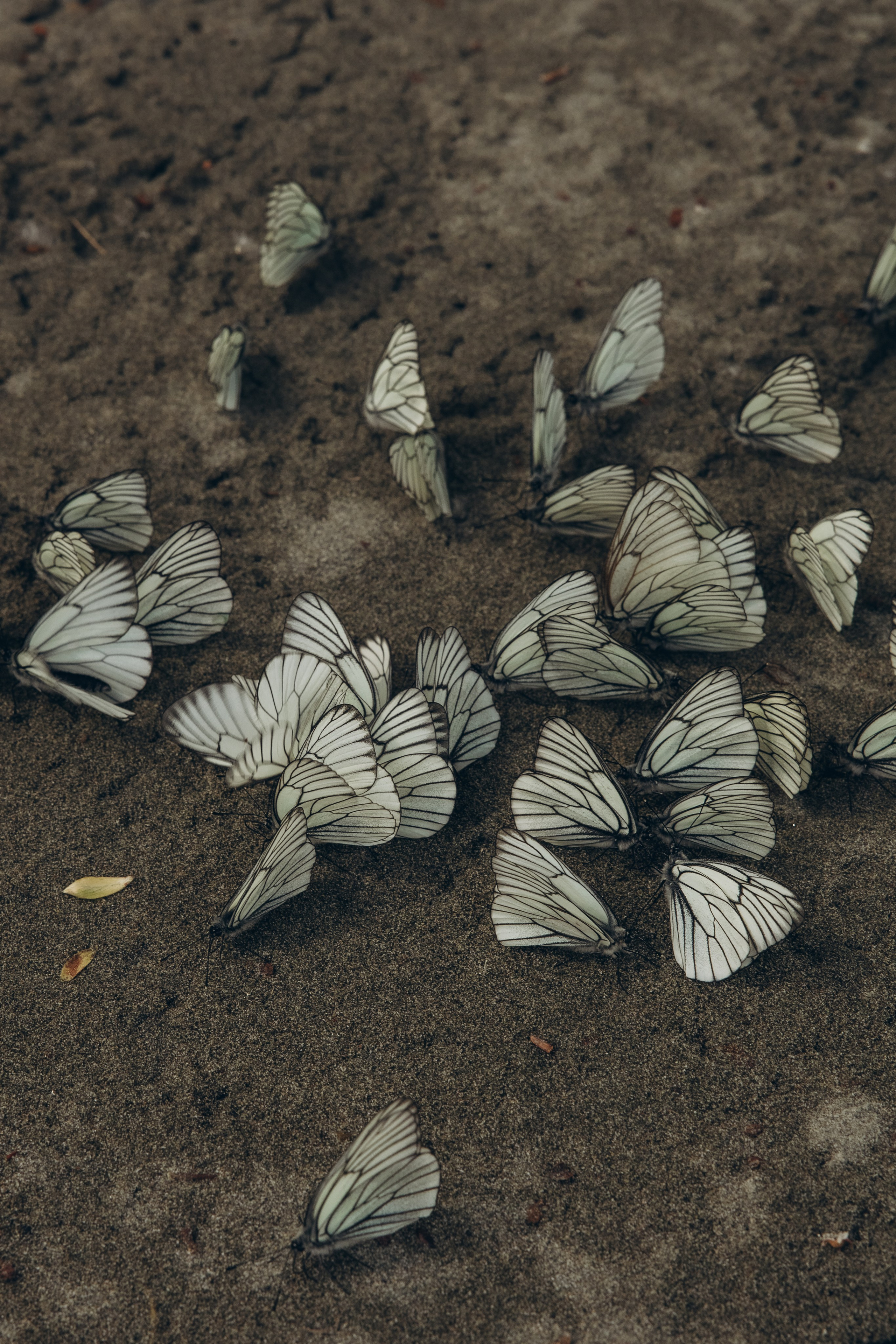 Виктория&Вячеслав. Свадебный фотограф Белокуриха, Алтай