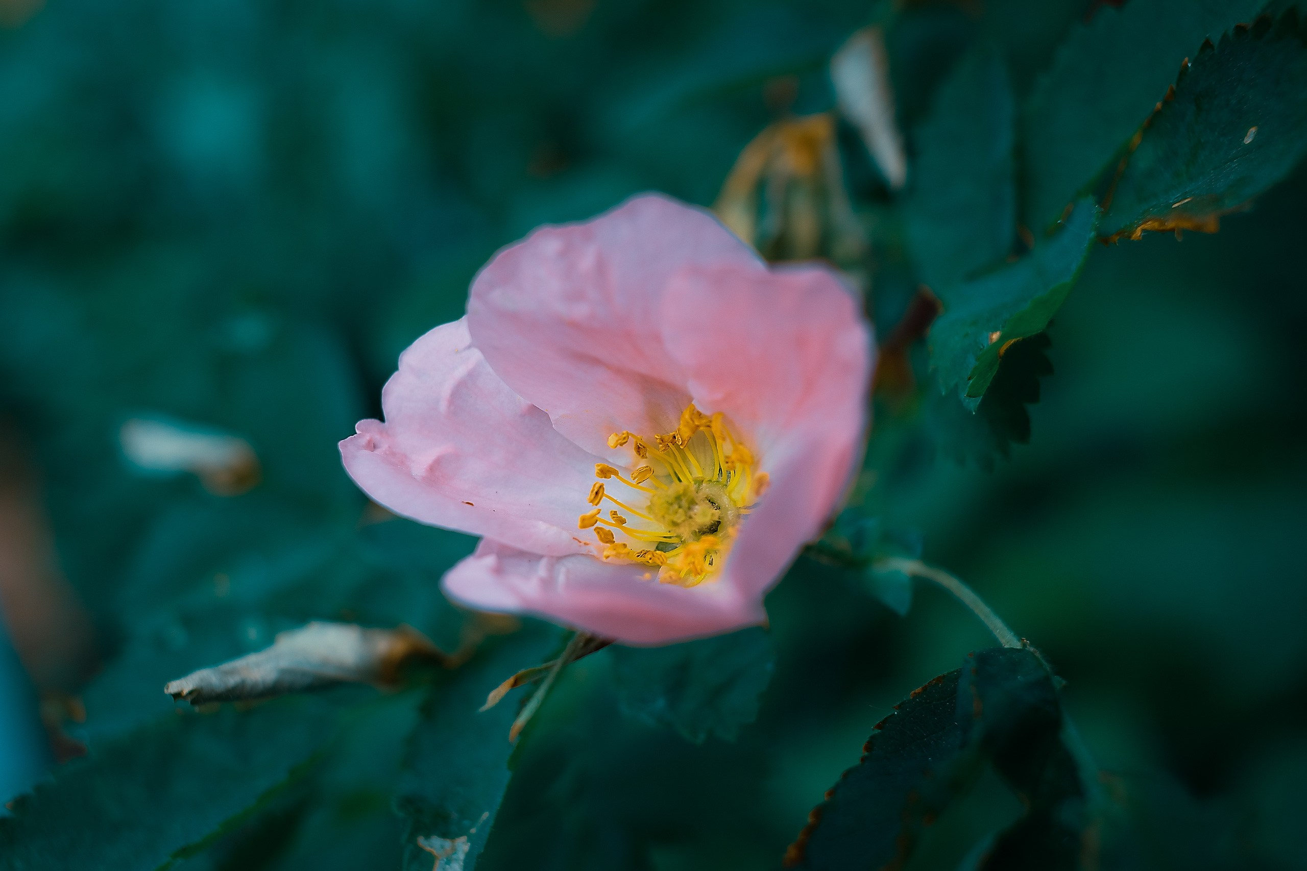 Великое в Малом. Аmat Victoria Сuram