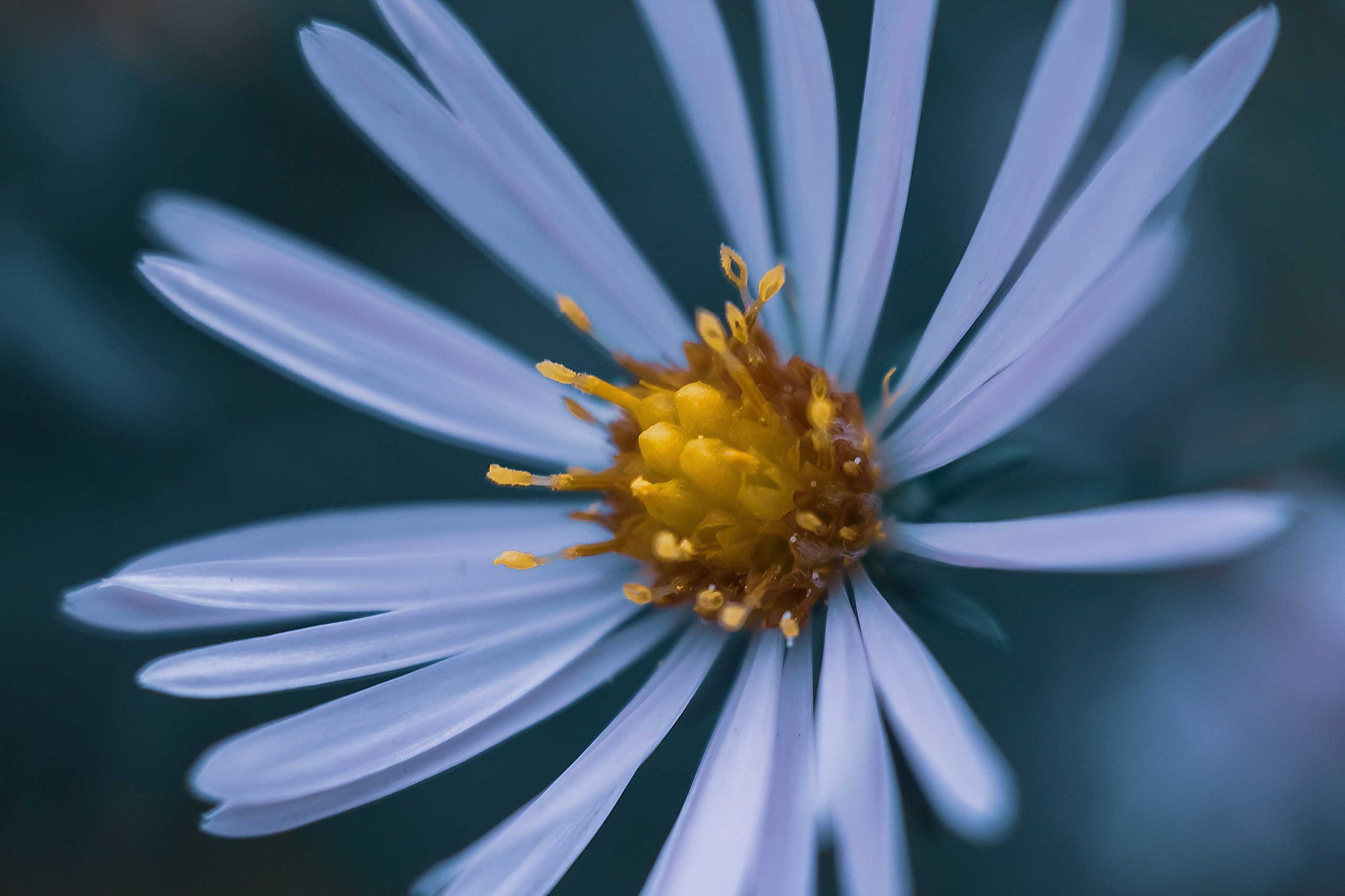 Великое в Малом. Аmat Victoria Сuram