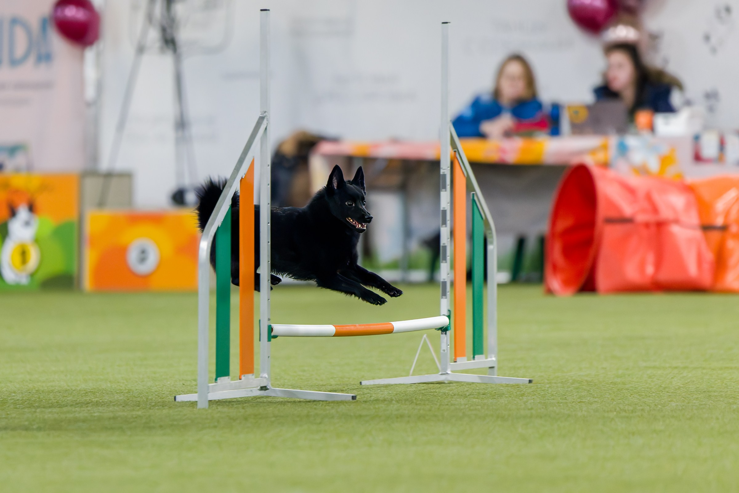 День рождения Пёсбурга — февраль 2025. Irenephoto.ru