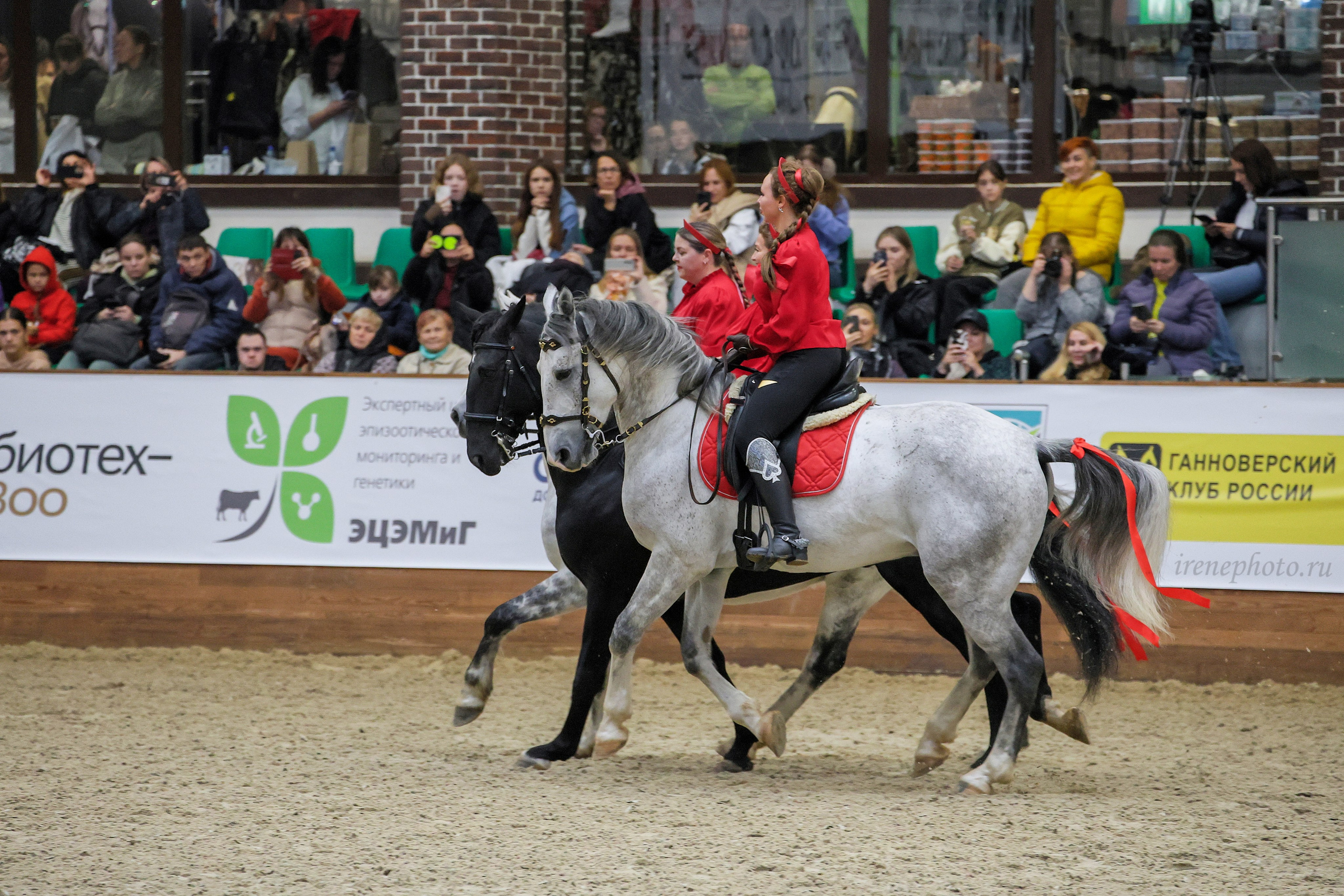 Конная Россия 2024. Irenephoto.ru