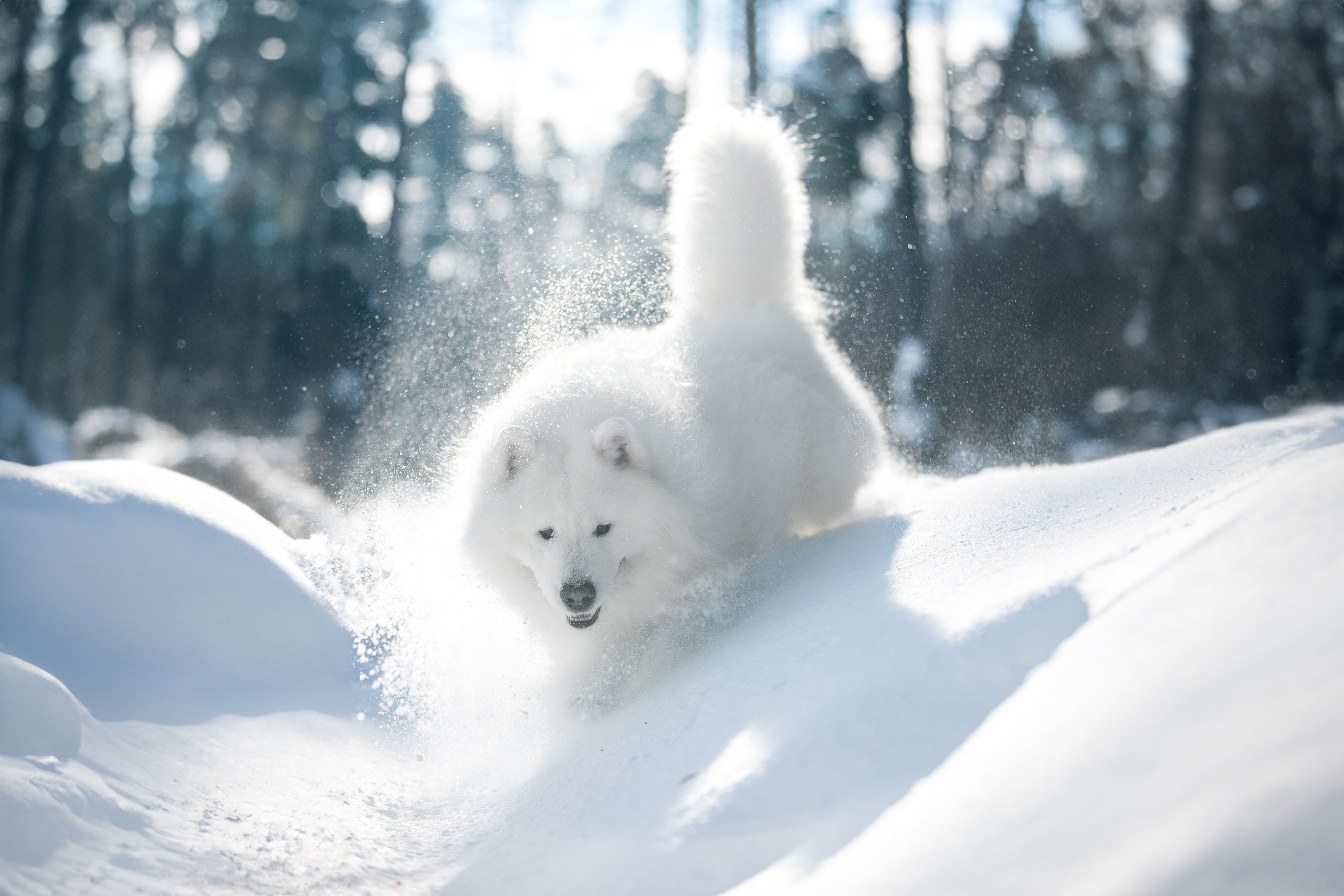 Дмитрий, Наталья и Панти. Фотограф анималист в Москве Майорова Евгения