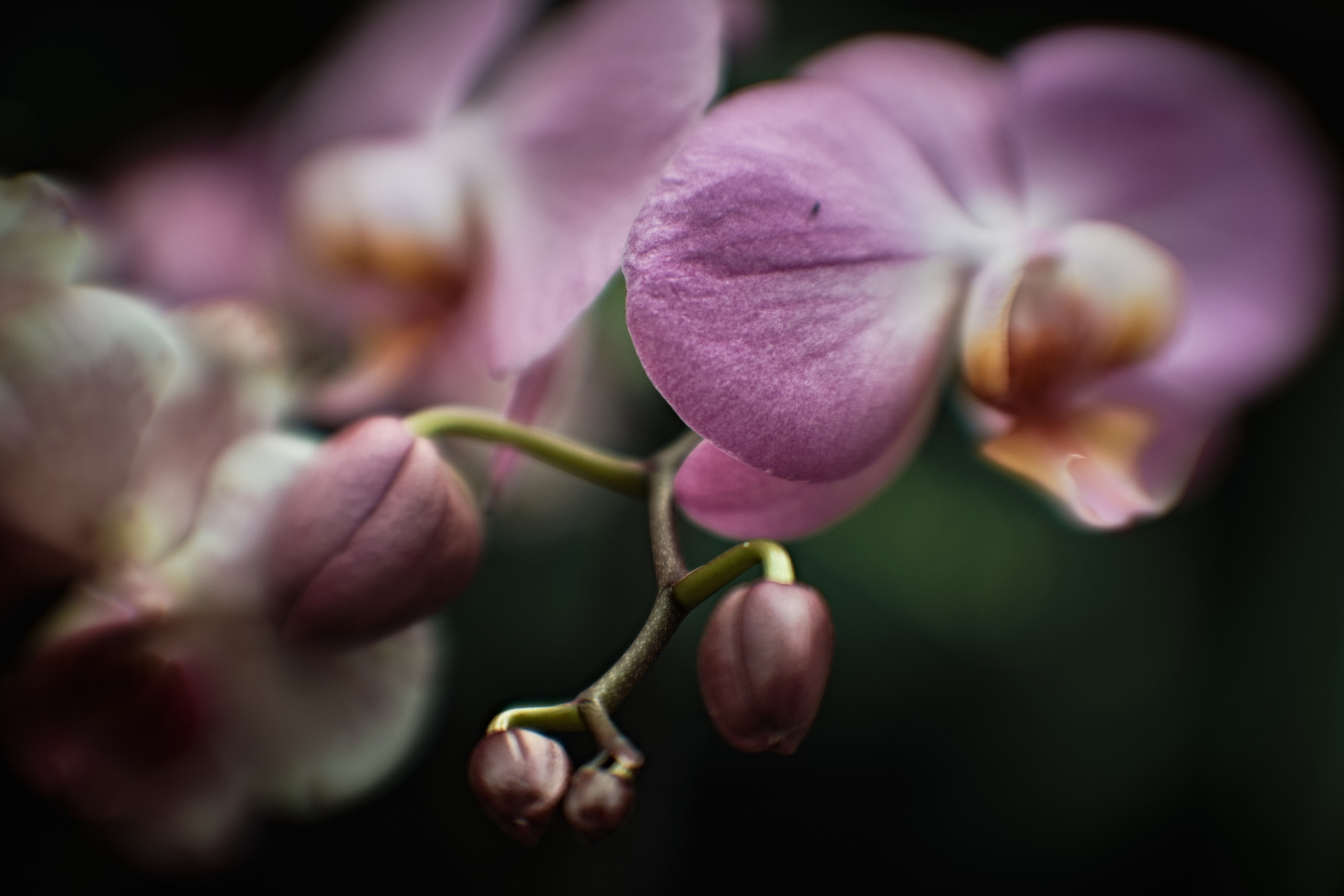 Цветочно-бокешные. Фотограф портретный архитектурный лавстори будуар Санкт-Петербург Виктор Иванов